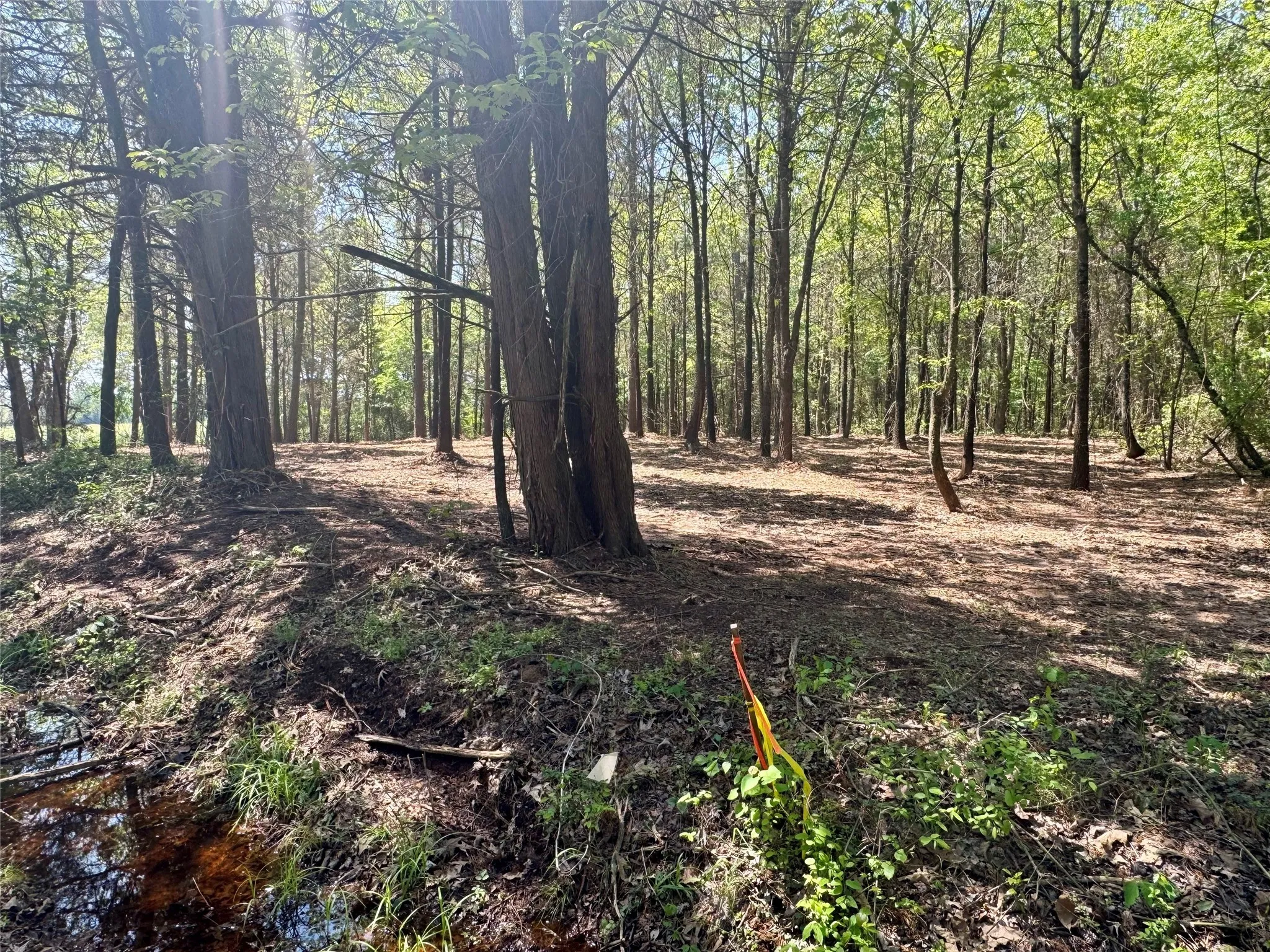 Unimproved Land For Sale in Titus County , Lot 3 CR 4365, Mt Pleasant, Texas 75455, 0, 0, Garage spaces, 0 Sqft, built in 0, mls#20946774, Real Estate Agent in Mt Pleasant, Homes For Sale in Titus county, Homes For Sale in Mt Pleasant, Realtor in Mt Pleasant Texas, Real Estate Brokerage Independent Realty Texas, Luminita Cordes Realtor