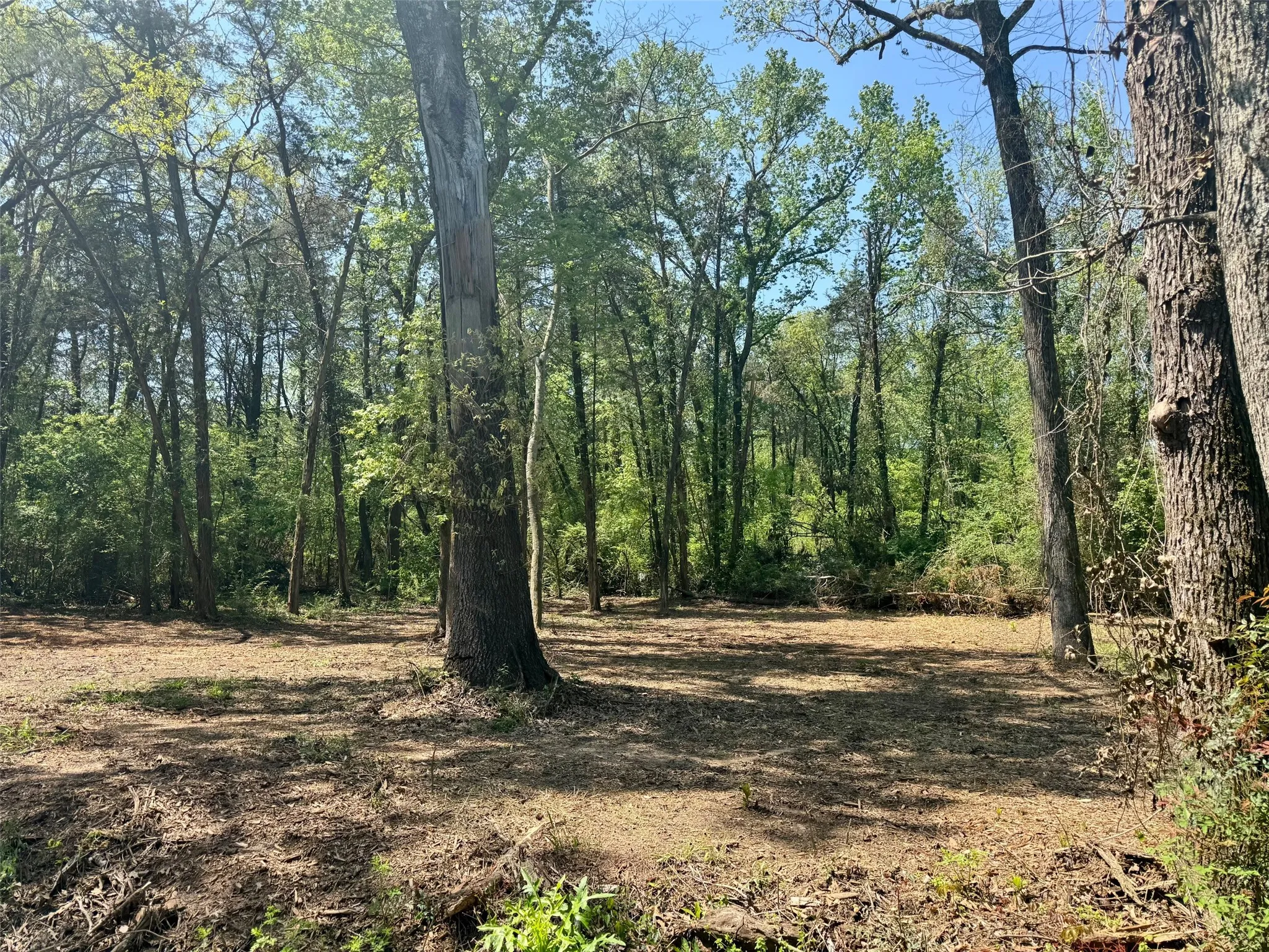 Unimproved Land For Sale in Titus County , Lot 5 CR 4365, Mt Pleasant, Texas 75455, 0, 0, Garage spaces, 0 Sqft, built in 0, mls#20946803, Real Estate Agent in Mt Pleasant, Homes For Sale in Titus county, Homes For Sale in Mt Pleasant, Realtor in Mt Pleasant Texas, Real Estate Brokerage Independent Realty Texas, Luminita Cordes Realtor