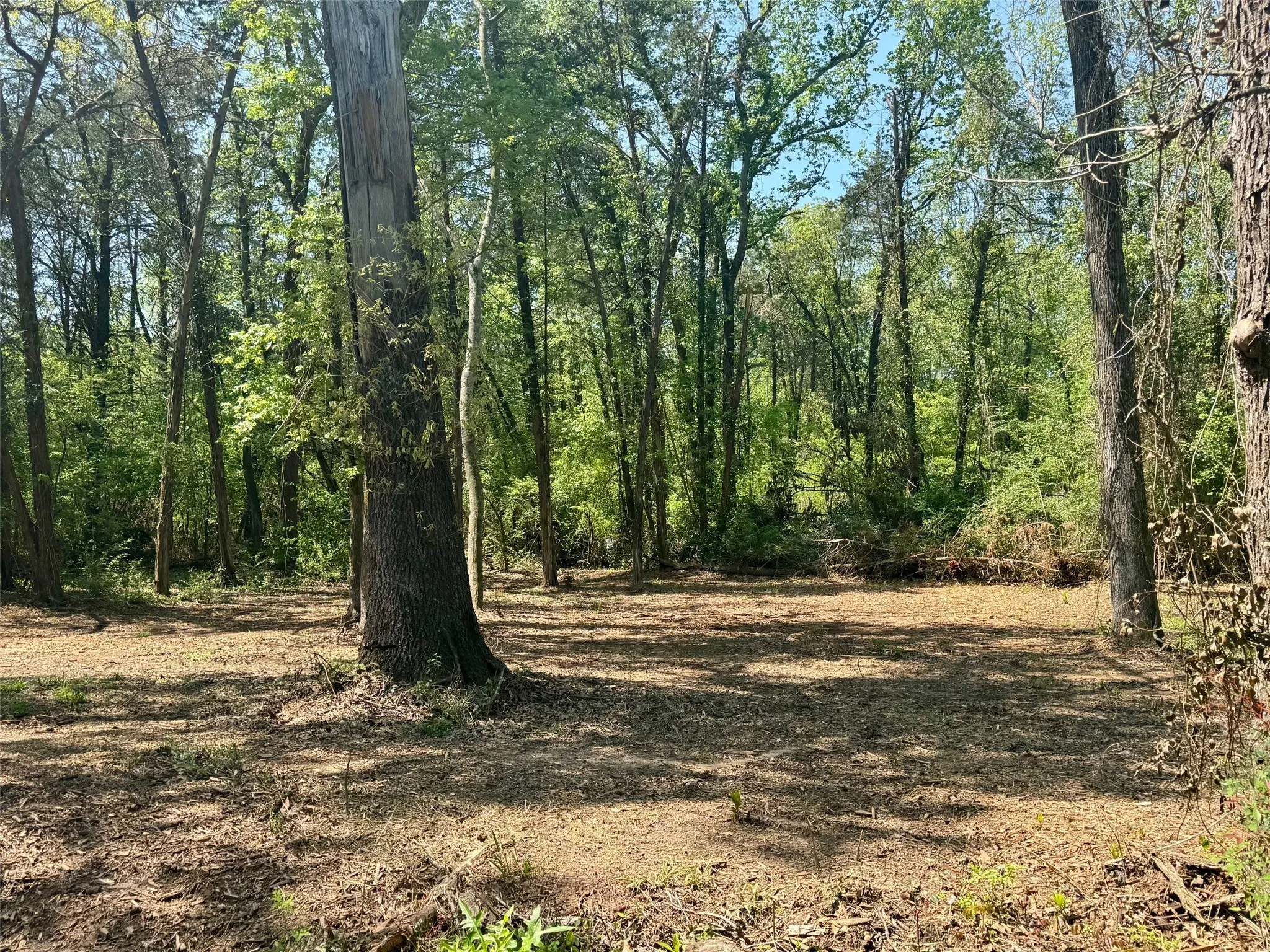 Unimproved Land For Sale in Titus County , Lot 5 CR 4365, Mt Pleasant, Texas 75455, 0, 0, Garage spaces, 0 Sqft, built in 0, mls#20946803, Real Estate Agent in Mt Pleasant, Homes For Sale in Titus county, Homes For Sale in Mt Pleasant, Realtor in Mt Pleasant Texas, Real Estate Brokerage Independent Realty Texas, Luminita Cordes Realtor