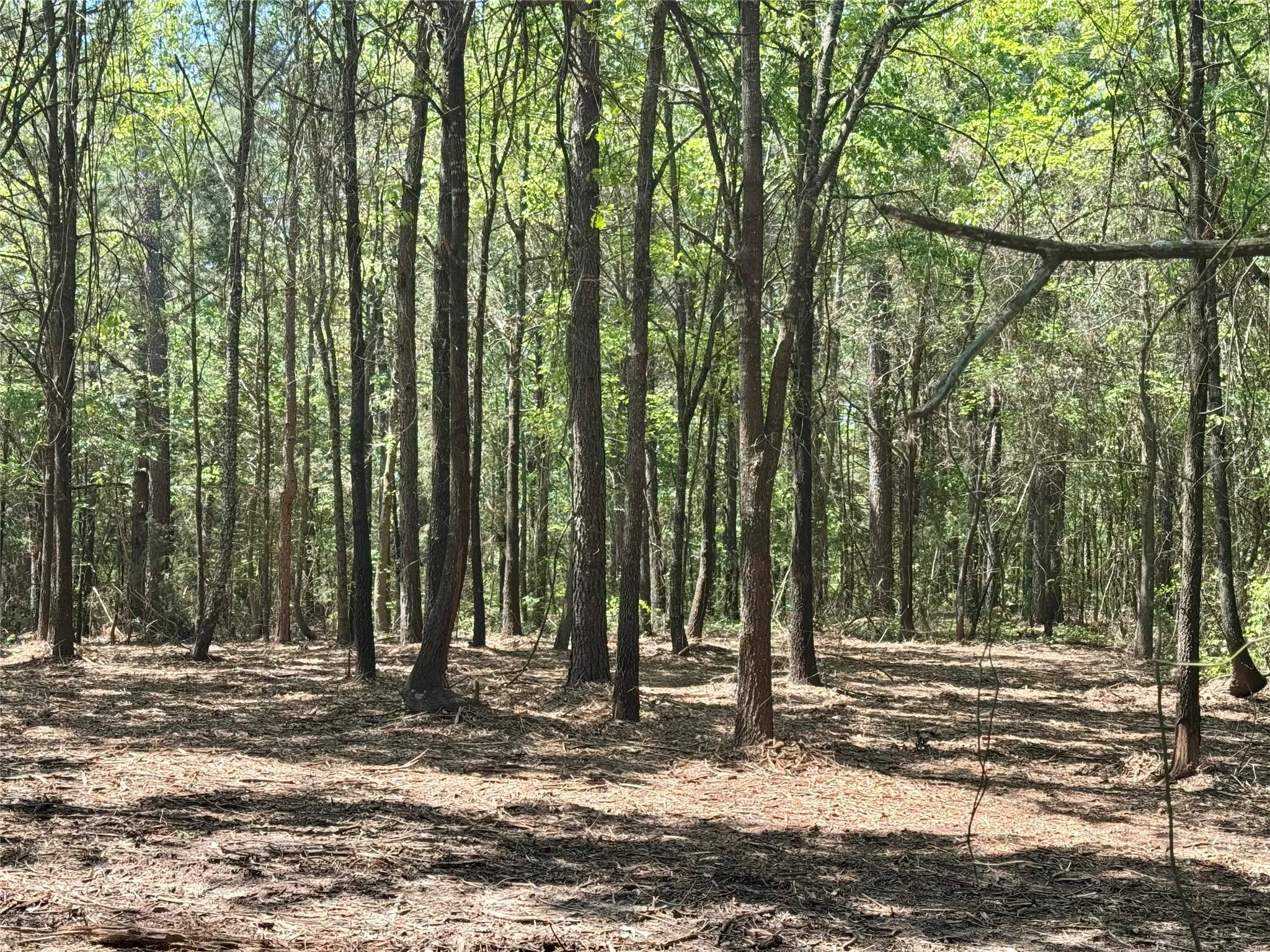 Unimproved Land For Sale in Titus County , Lot 5 CR 4365, Mt Pleasant, Texas 75455, 0, 0, Garage spaces, 0 Sqft, built in 0, mls#20946803, Real Estate Agent in Mt Pleasant, Homes For Sale in Titus county, Homes For Sale in Mt Pleasant, Realtor in Mt Pleasant Texas, Real Estate Brokerage Independent Realty Texas, Luminita Cordes Realtor