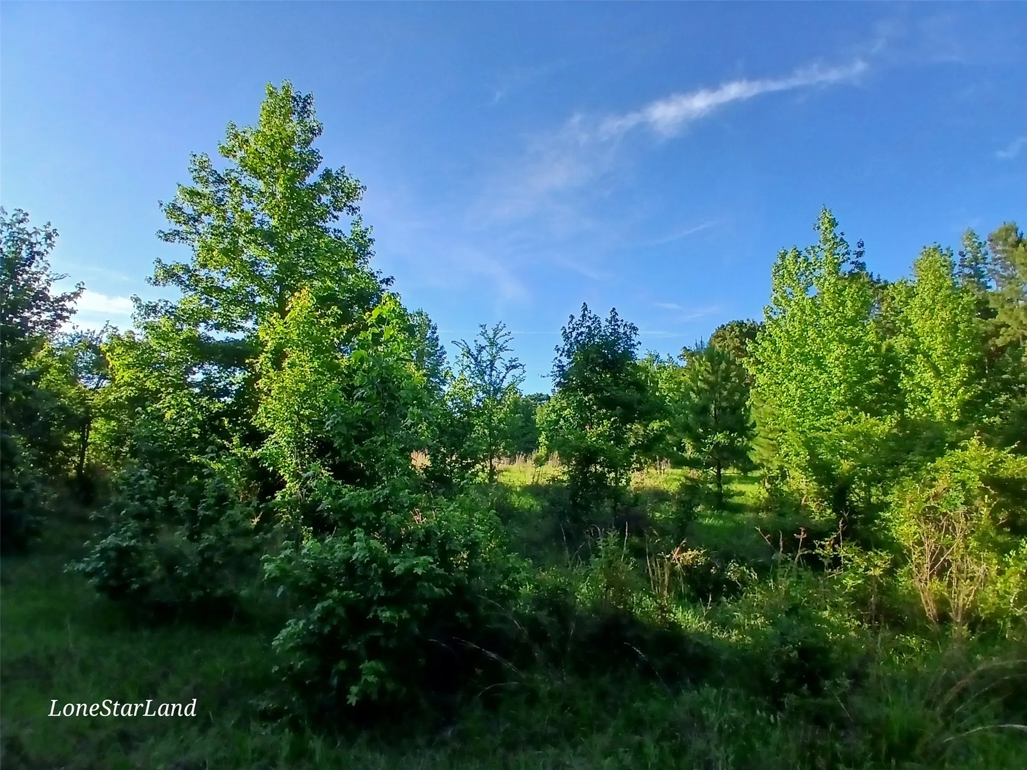 View of undeveloped land