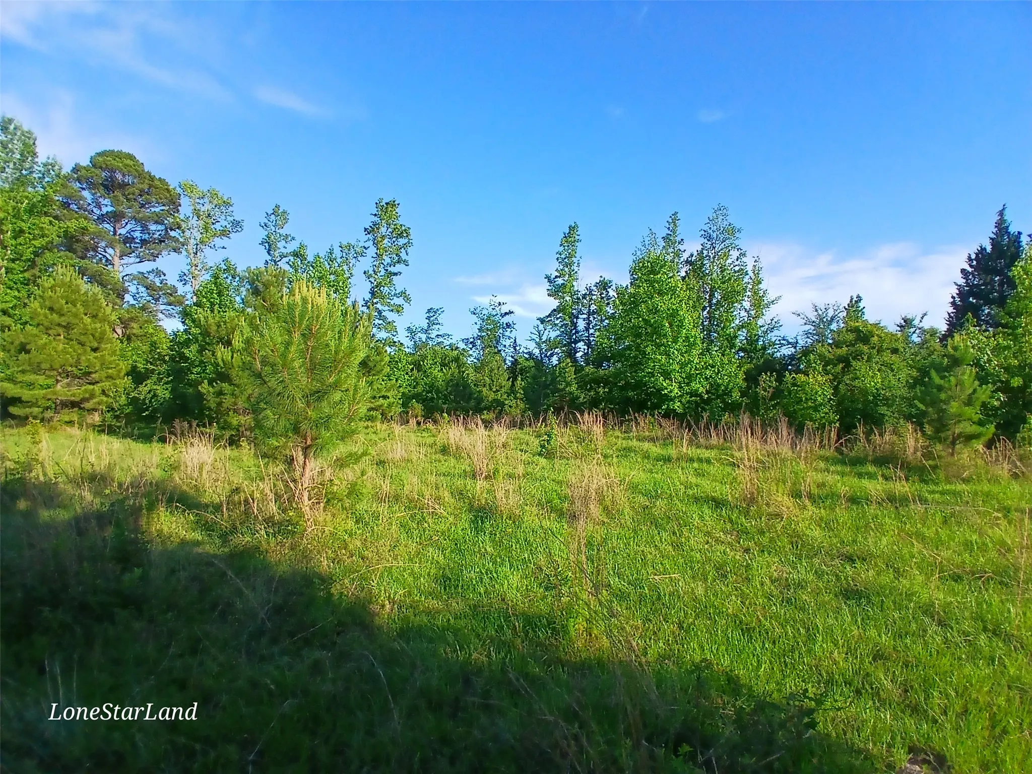 View of woods