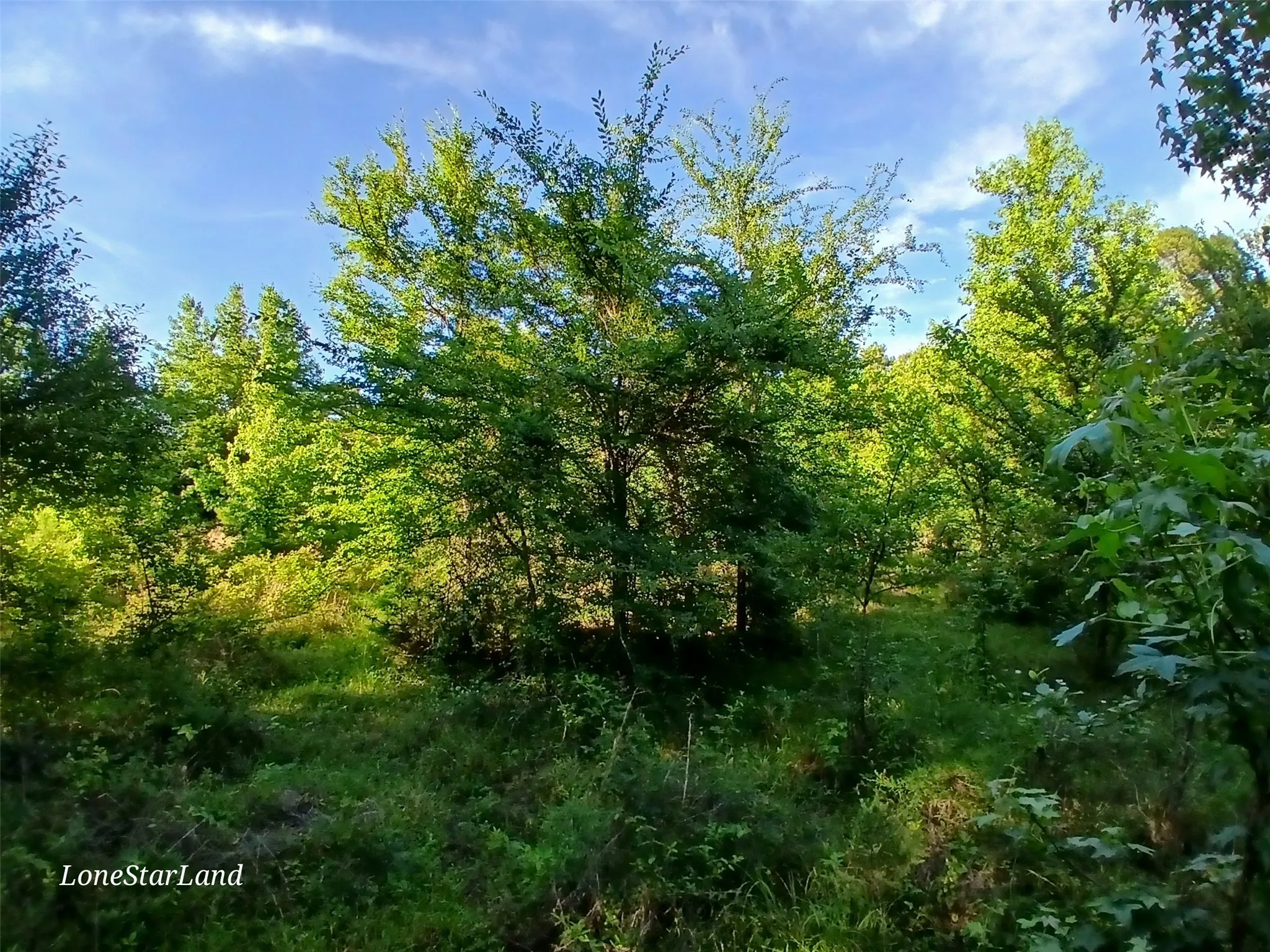 View of woods