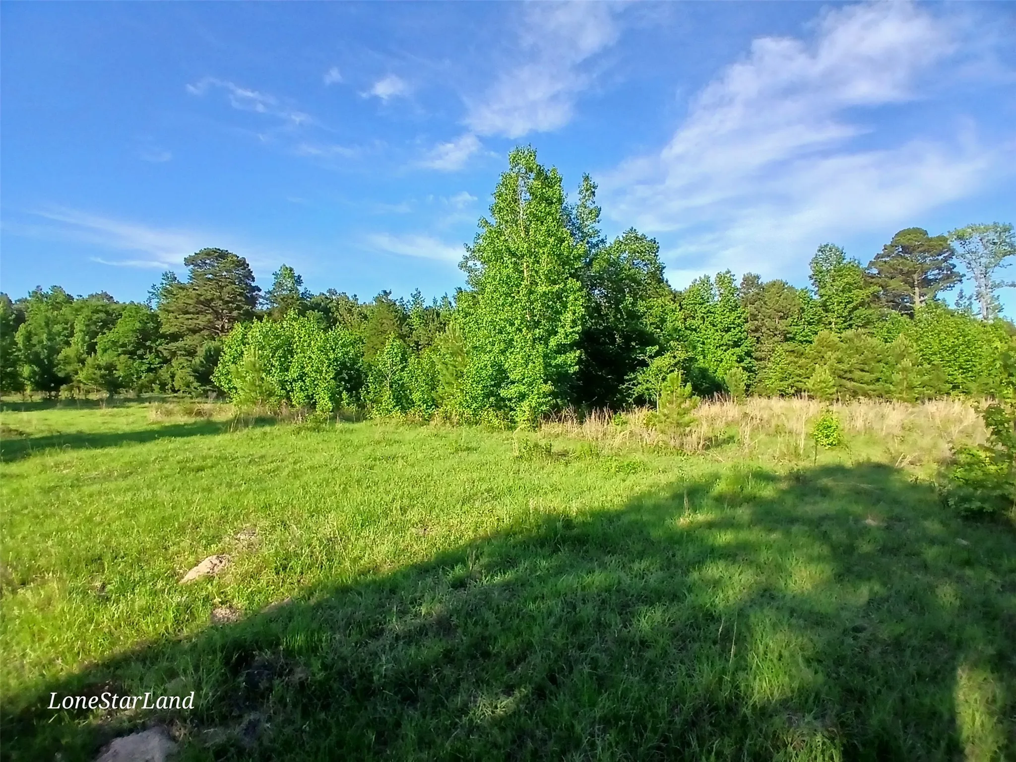 View of tree filled area