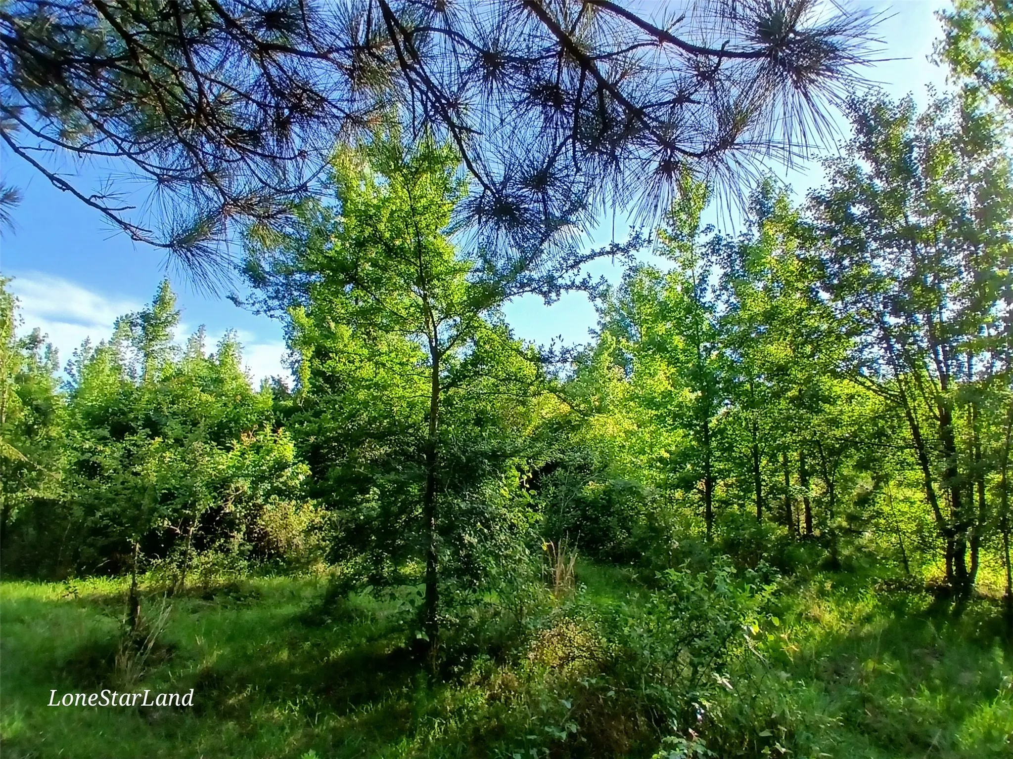 View of woods