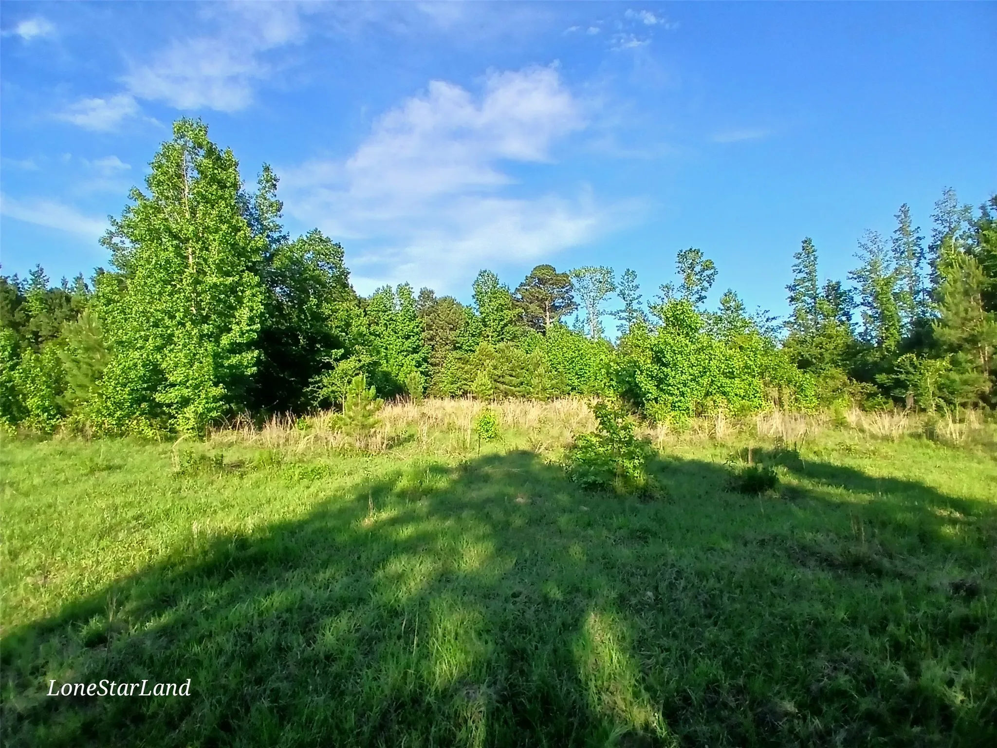 View of wooded area