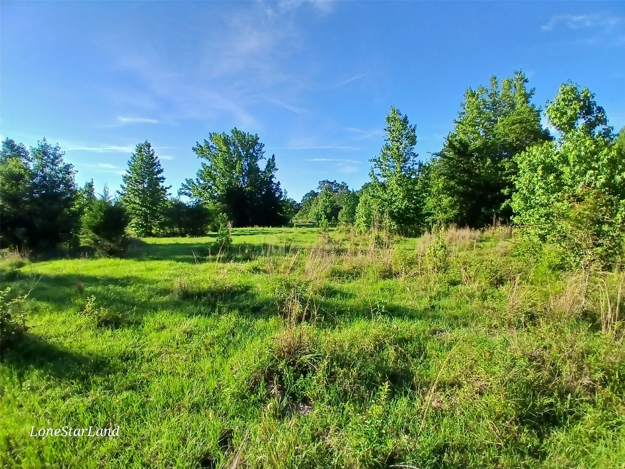 View of local wilderness