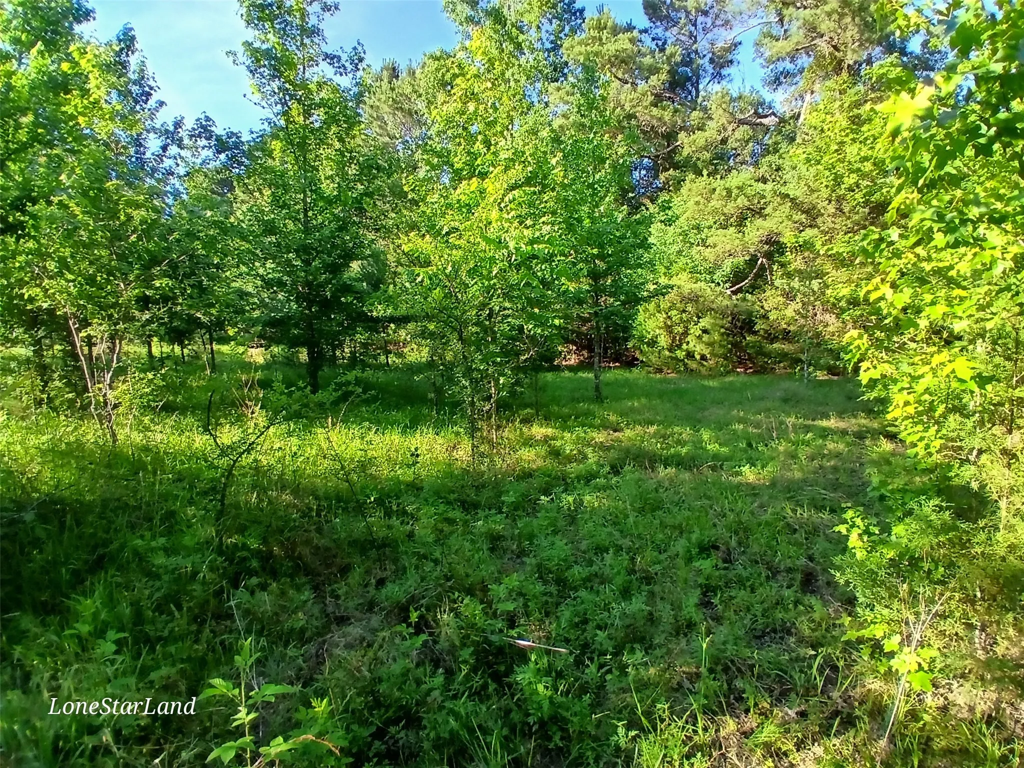View of undeveloped land
