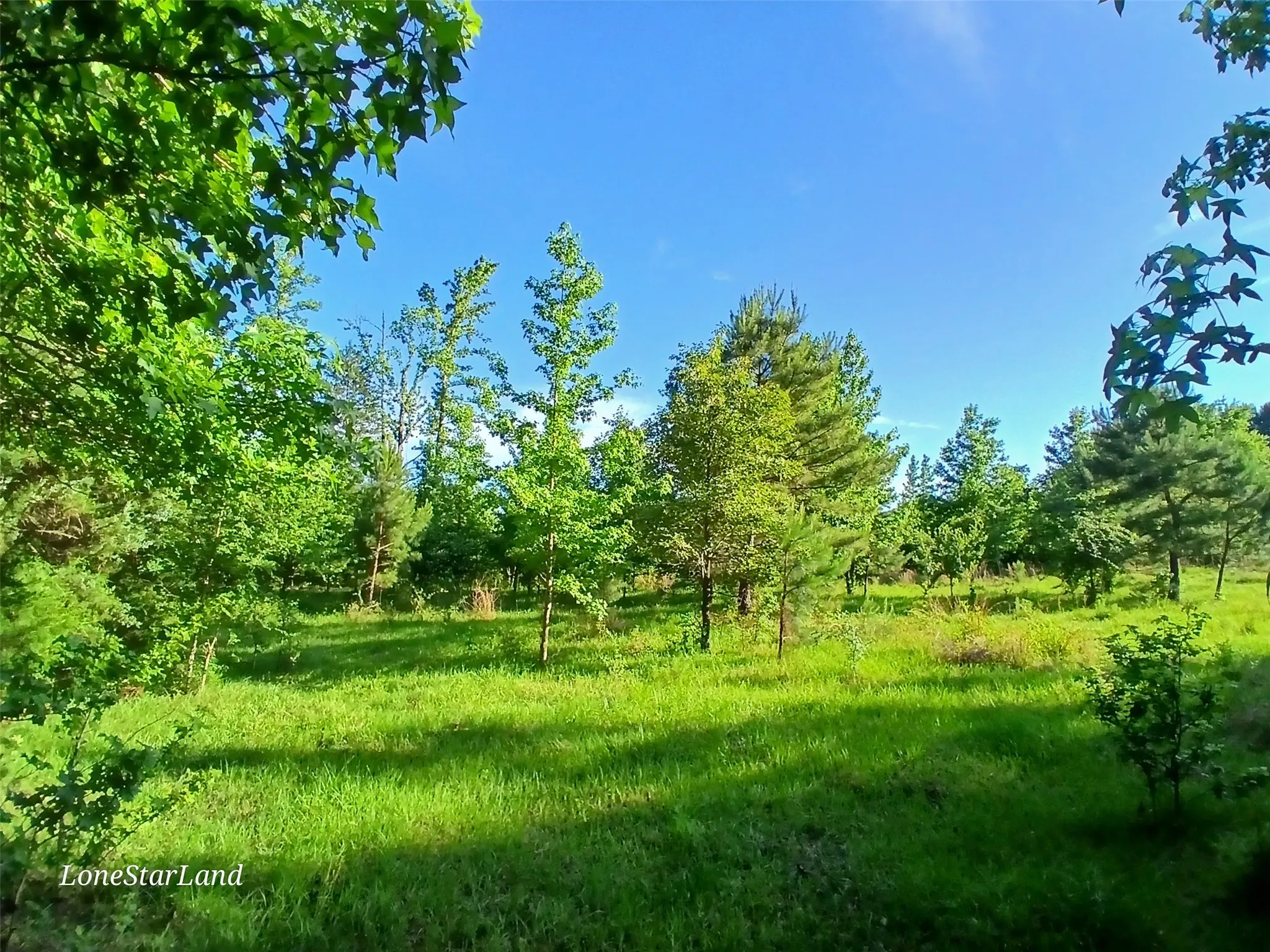 View of undeveloped land