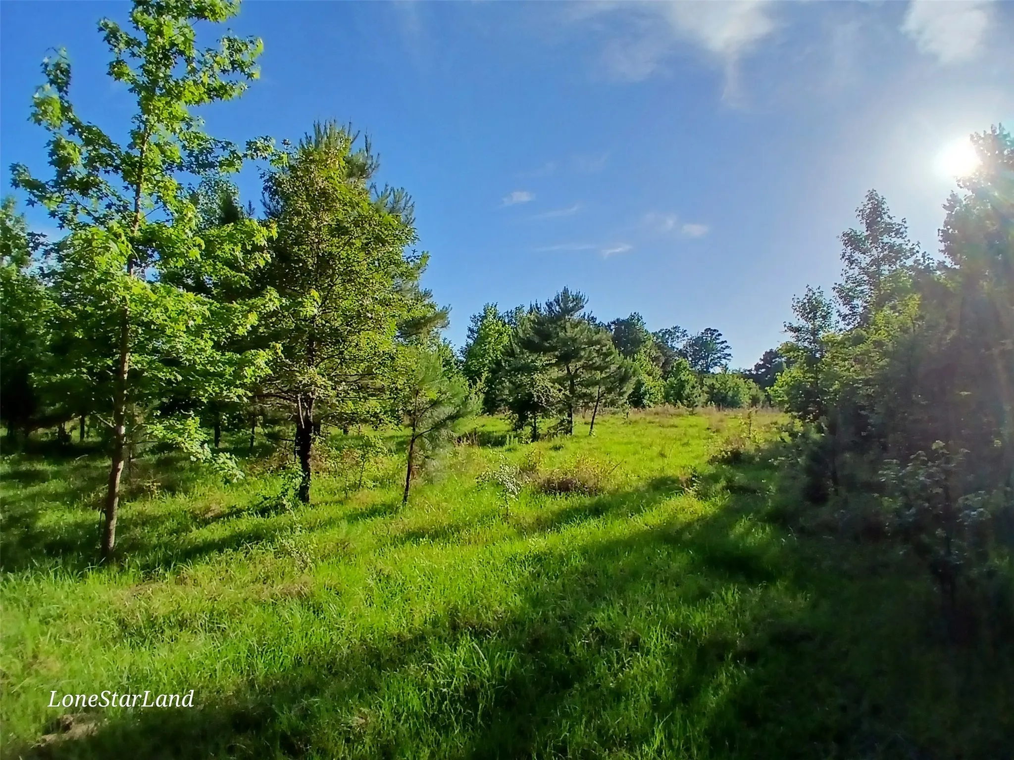 View of woods