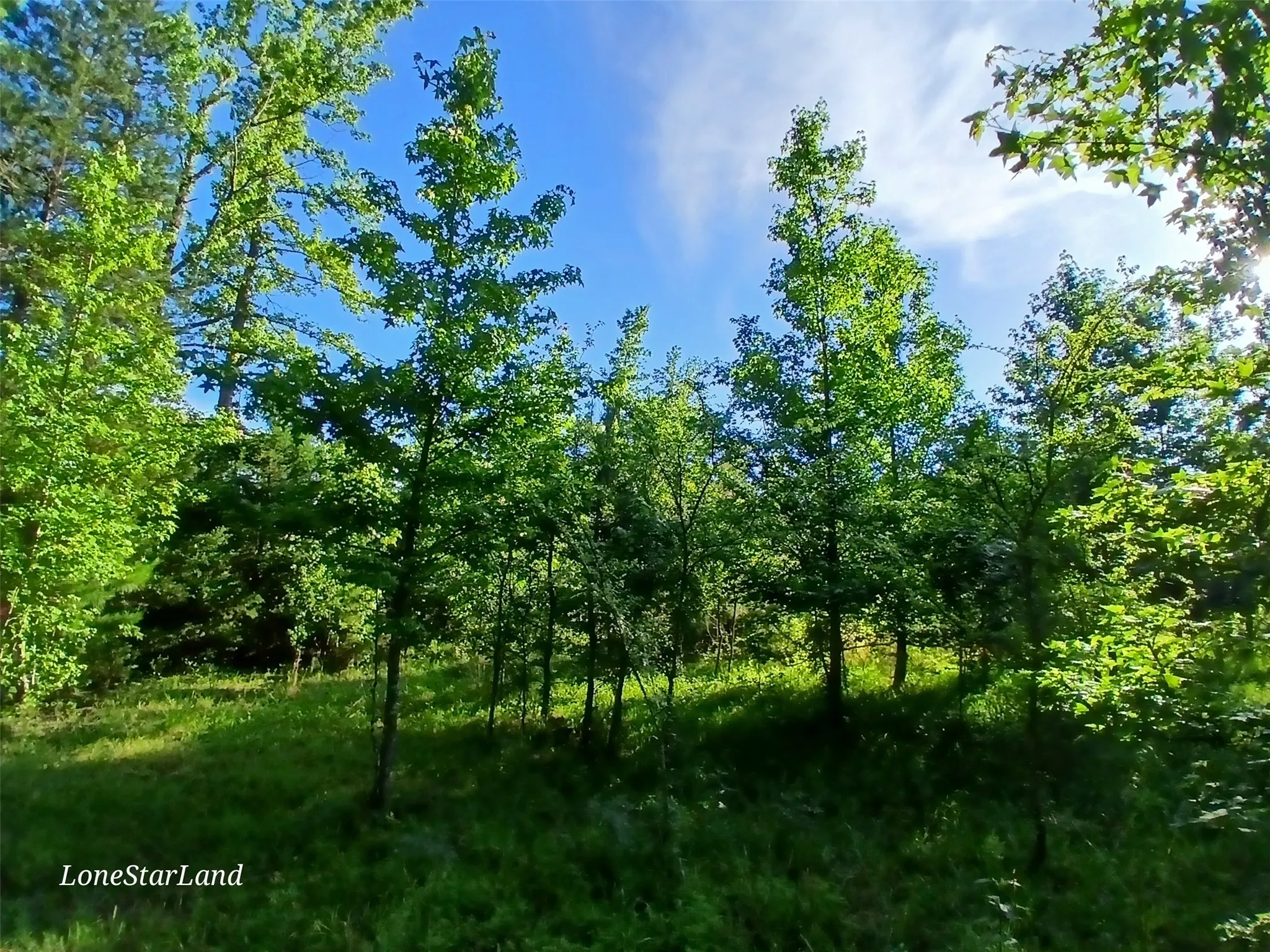 View of nature