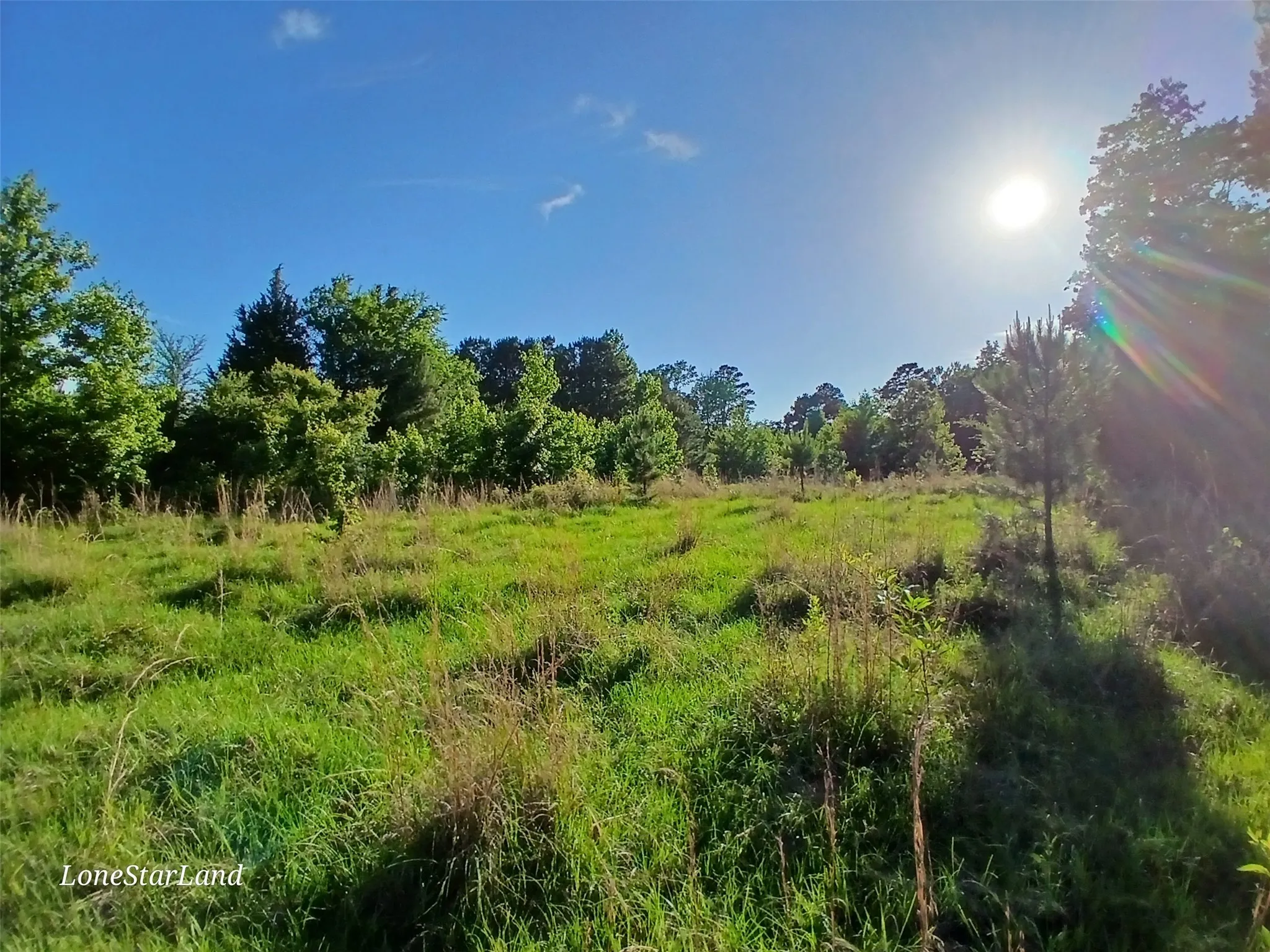 View of local wilderness
