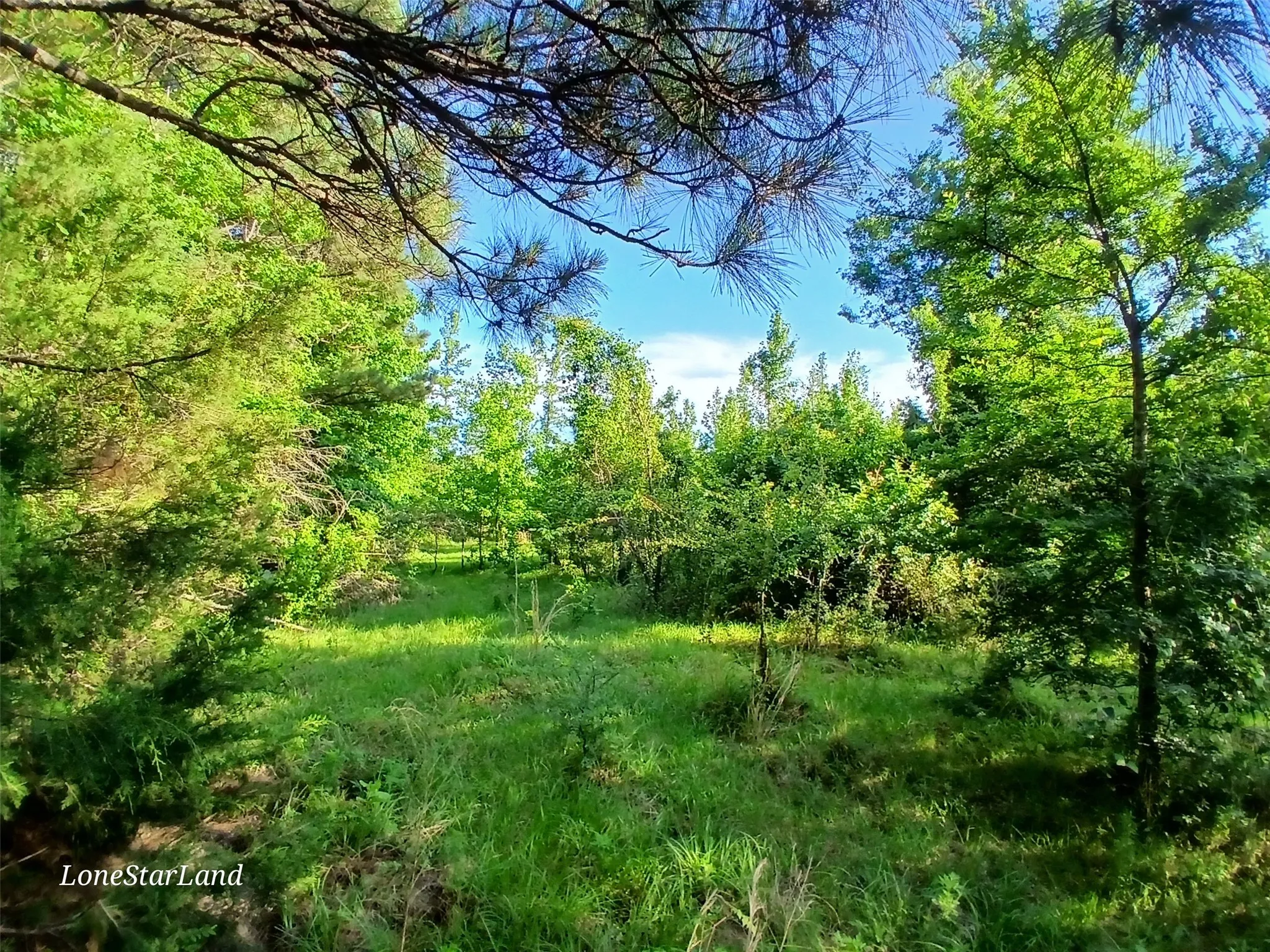 View of local wilderness