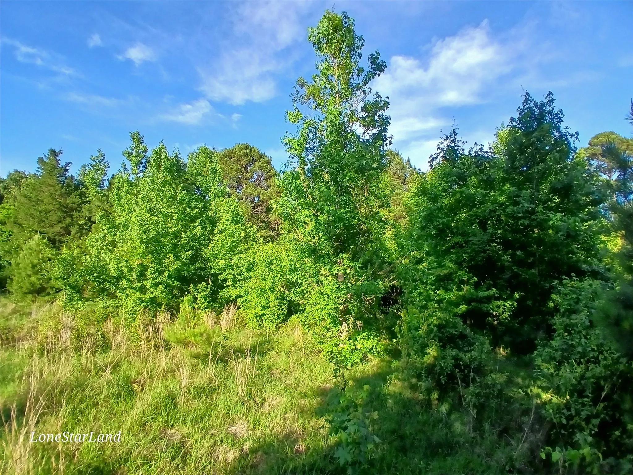 View of undeveloped land