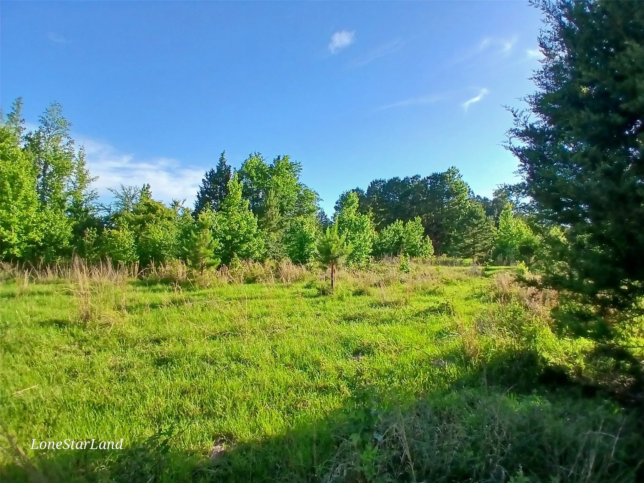 View of local wilderness