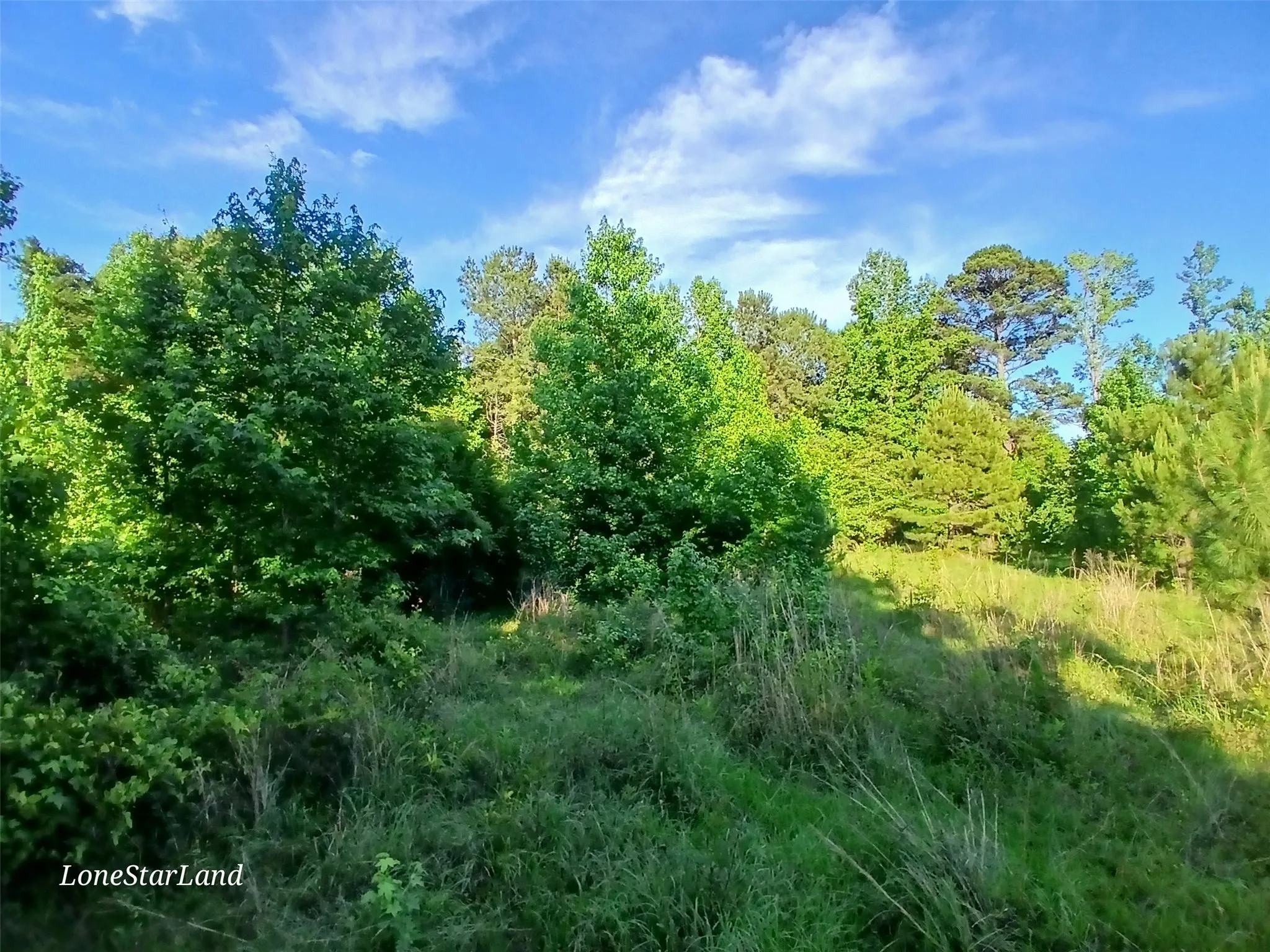 View of tree filled area