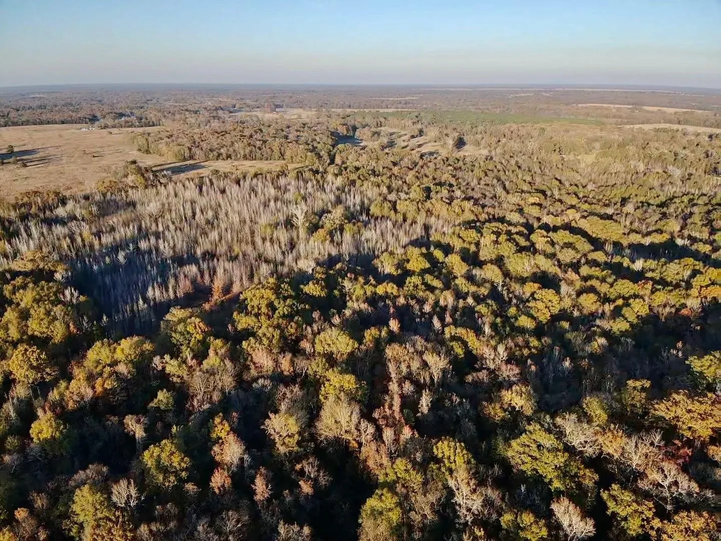 Unimproved Land For Sale in Red River (TX) County , tract A County Road 1412, Bogata, Texas 75426, 0, 0, Garage spaces, 0 Sqft, built in 0, Price $328,000, mls#20950195, Real Estate Agent in Bogata, Homes For Sale in Red River (TX) county, Homes For Sale in Bogata, Realtor in Bogata Texas, Real Estate Brokerage Independent Realty Texas, Luminita Cordes Realtor