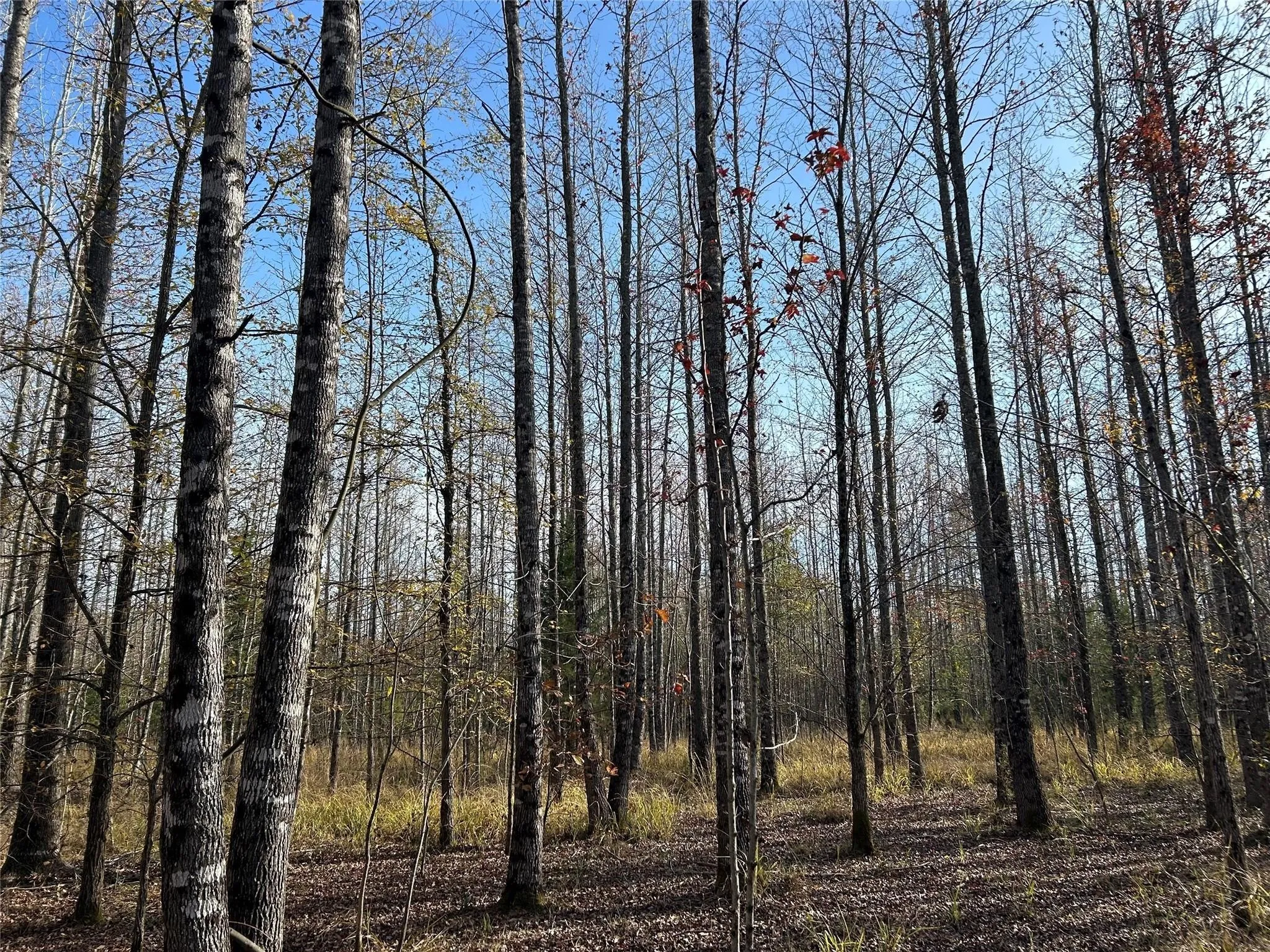 Unimproved Land For Sale in Red River (TX) County , tract A County Road 1412, Bogata, Texas 75426, 0, 0, Garage spaces, 0 Sqft, built in 0, Price $328,000, mls#20950195, Real Estate Agent in Bogata, Homes For Sale in Red River (TX) county, Homes For Sale in Bogata, Realtor in Bogata Texas, Real Estate Brokerage Independent Realty Texas, Luminita Cordes Realtor