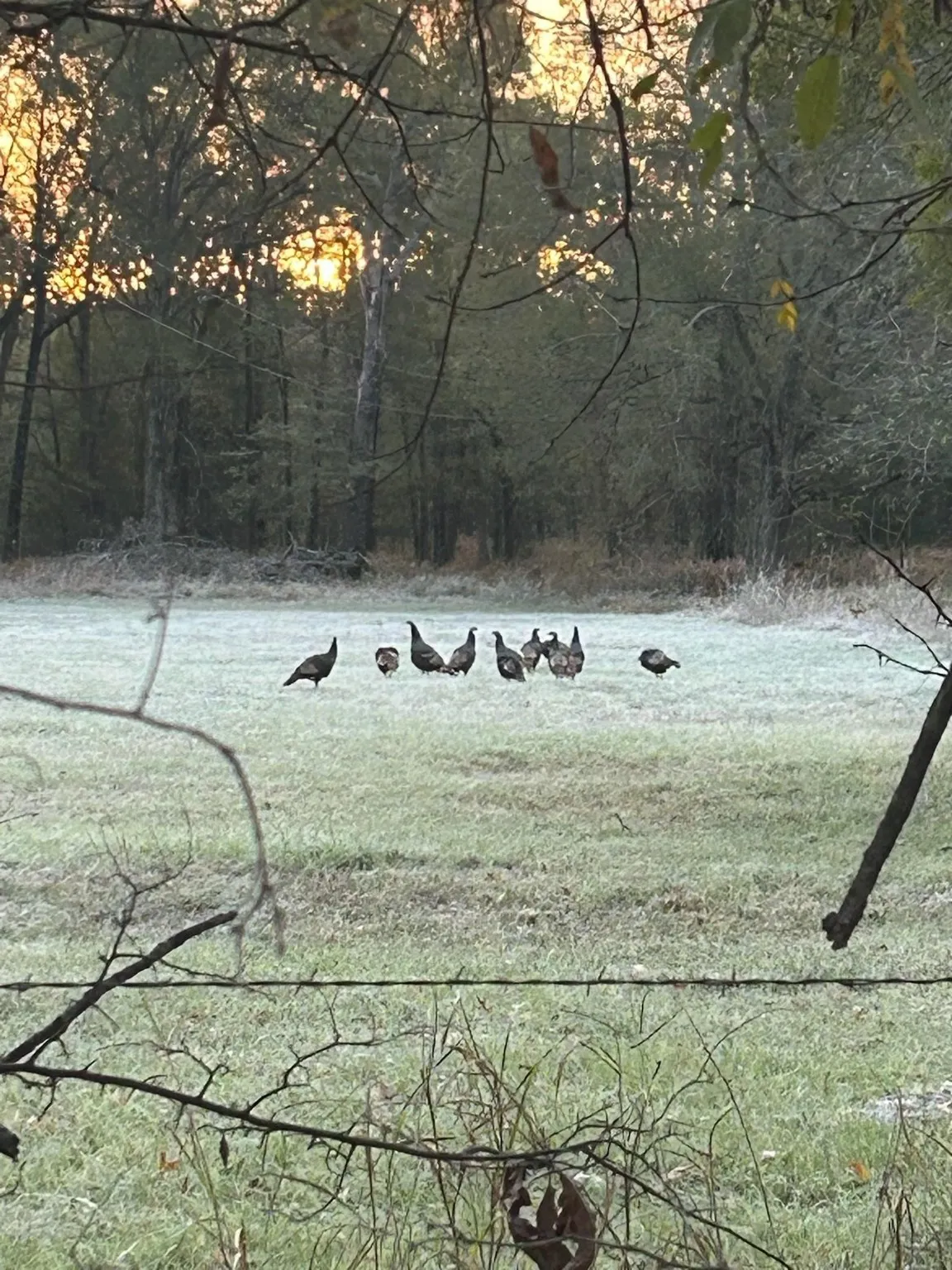 Unimproved Land For Sale in Red River (TX) County , tract A County Road 1412, Bogata, Texas 75426, 0, 0, Garage spaces, 0 Sqft, built in 0, Price $328,000, mls#20950195, Real Estate Agent in Bogata, Homes For Sale in Red River (TX) county, Homes For Sale in Bogata, Realtor in Bogata Texas, Real Estate Brokerage Independent Realty Texas, Luminita Cordes Realtor