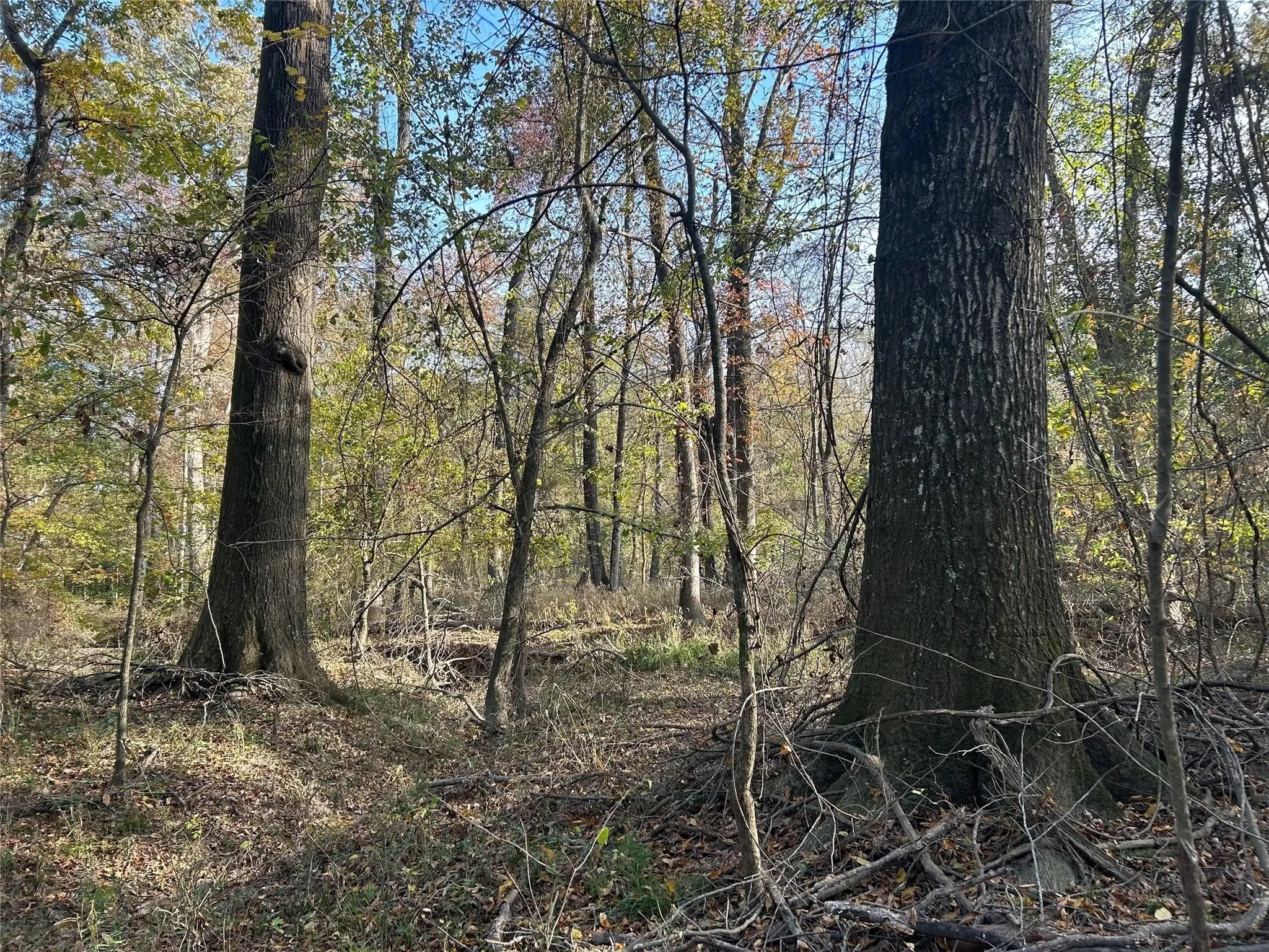 Unimproved Land For Sale in Red River (TX) County , tract A County Road 1412, Bogata, Texas 75426, 0, 0, Garage spaces, 0 Sqft, built in 0, Price $328,000, mls#20950195, Real Estate Agent in Bogata, Homes For Sale in Red River (TX) county, Homes For Sale in Bogata, Realtor in Bogata Texas, Real Estate Brokerage Independent Realty Texas, Luminita Cordes Realtor