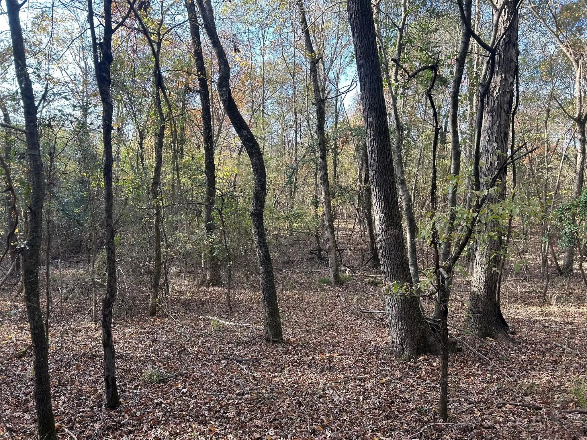 Unimproved Land For Sale in Red River (TX) County , tract A County Road 1412, Bogata, Texas 75426, 0, 0, Garage spaces, 0 Sqft, built in 0, Price $328,000, mls#20950195, Real Estate Agent in Bogata, Homes For Sale in Red River (TX) county, Homes For Sale in Bogata, Realtor in Bogata Texas, Real Estate Brokerage Independent Realty Texas, Luminita Cordes Realtor