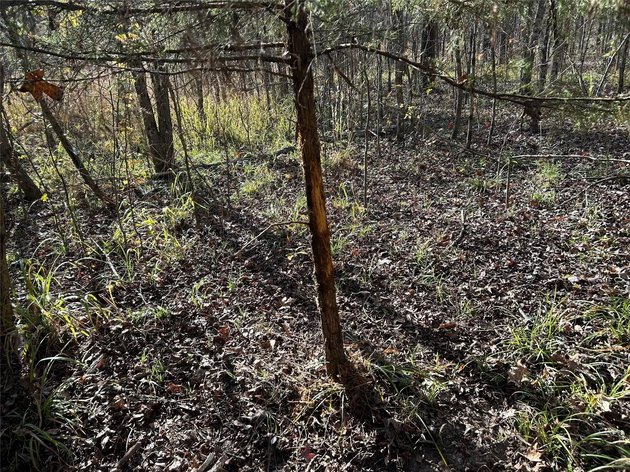 Unimproved Land For Sale in Red River (TX) County , tract A County Road 1412, Bogata, Texas 75426, 0, 0, Garage spaces, 0 Sqft, built in 0, Price $328,000, mls#20950195, Real Estate Agent in Bogata, Homes For Sale in Red River (TX) county, Homes For Sale in Bogata, Realtor in Bogata Texas, Real Estate Brokerage Independent Realty Texas, Luminita Cordes Realtor