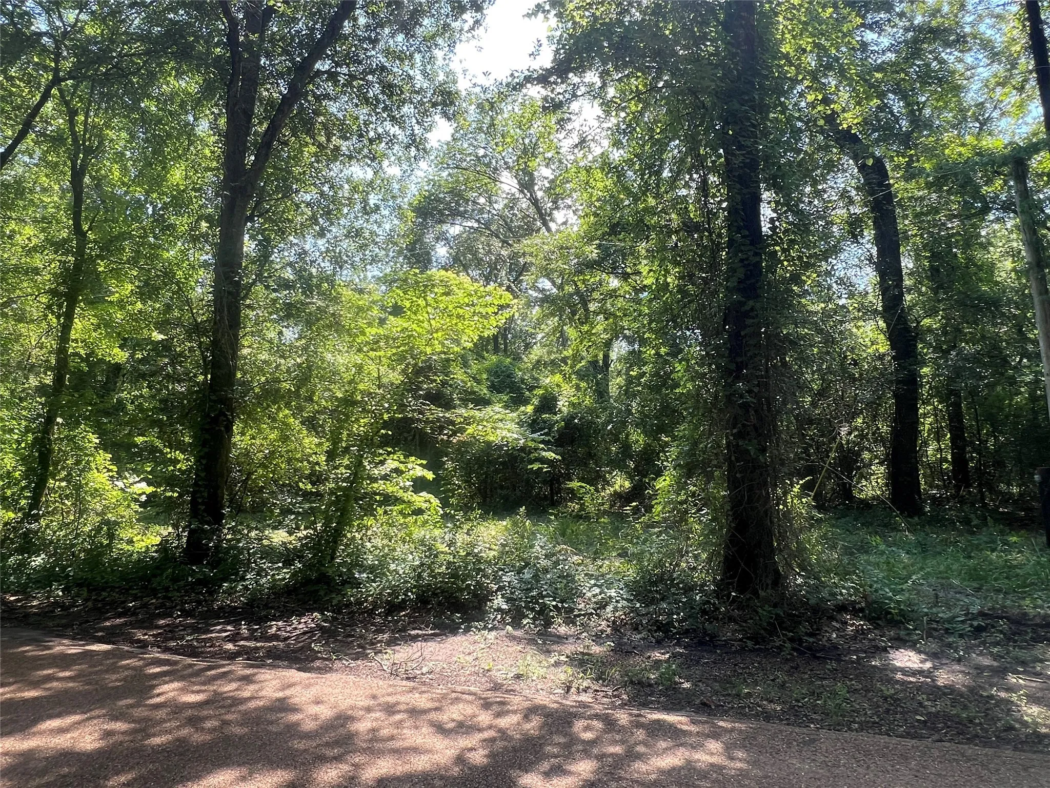 View of tree filled area