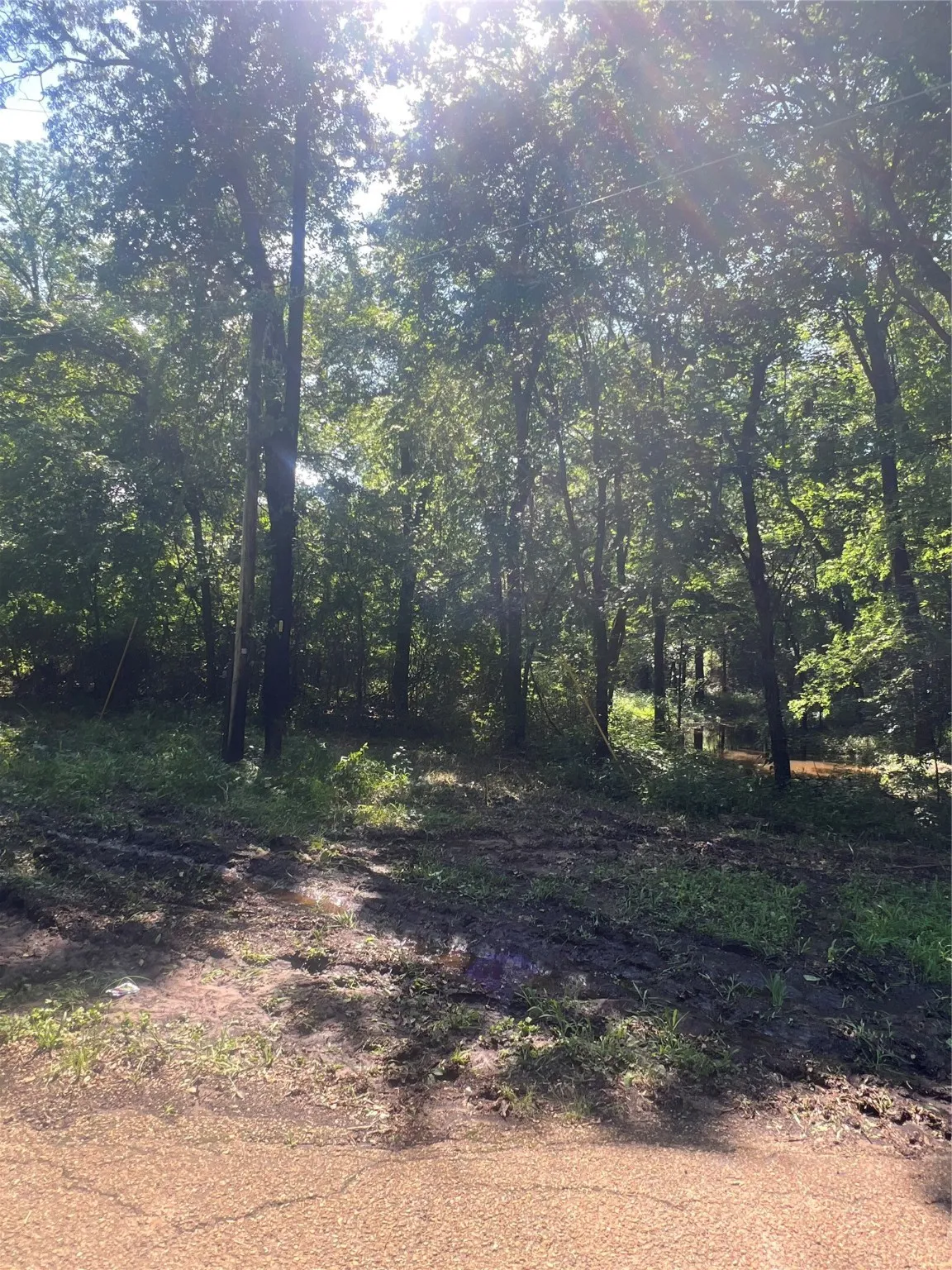 View of local wilderness
