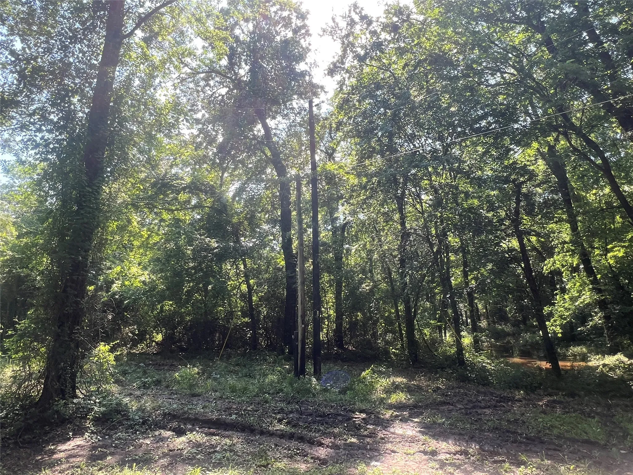 View of woods