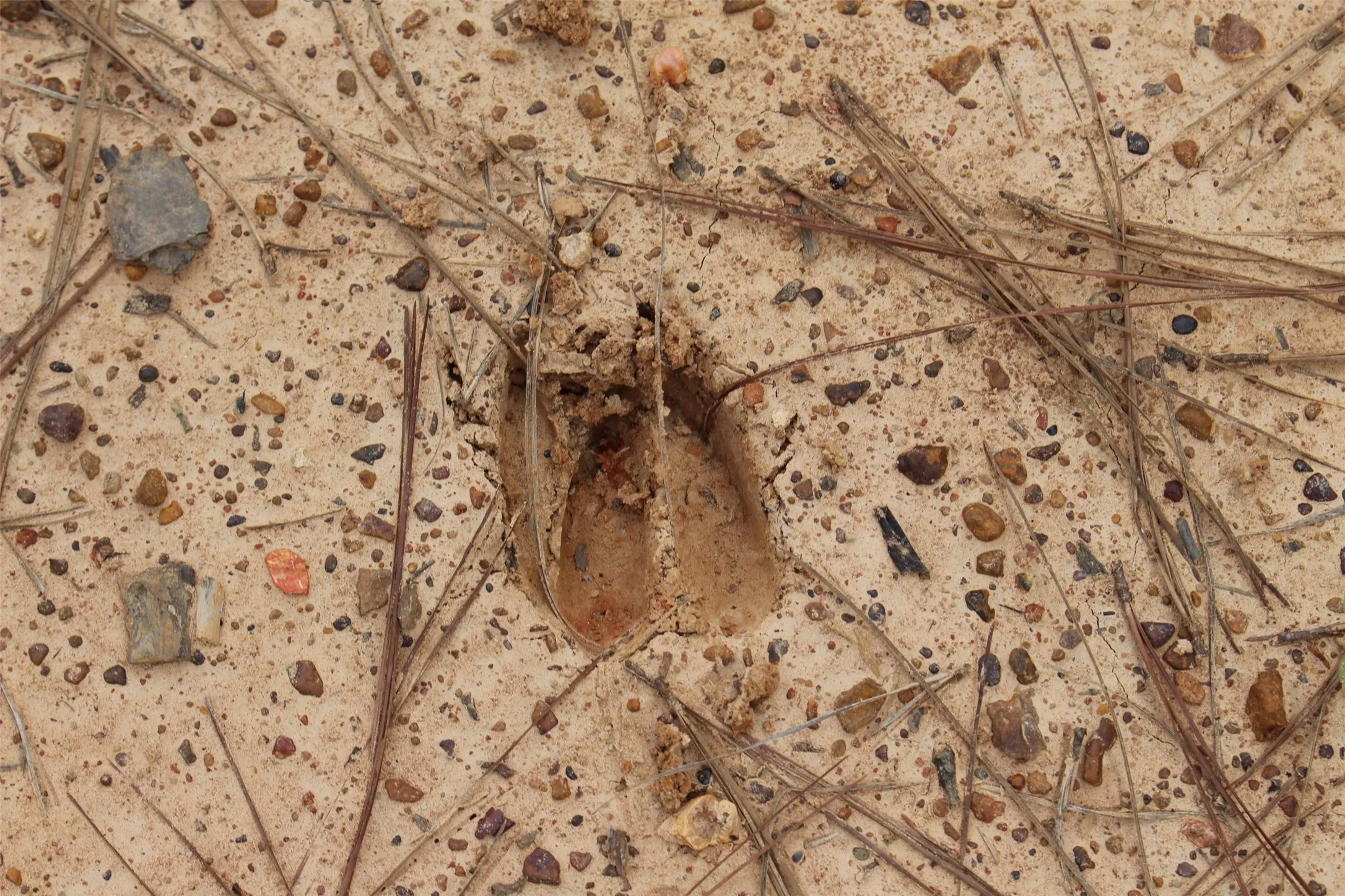Deer Track on property