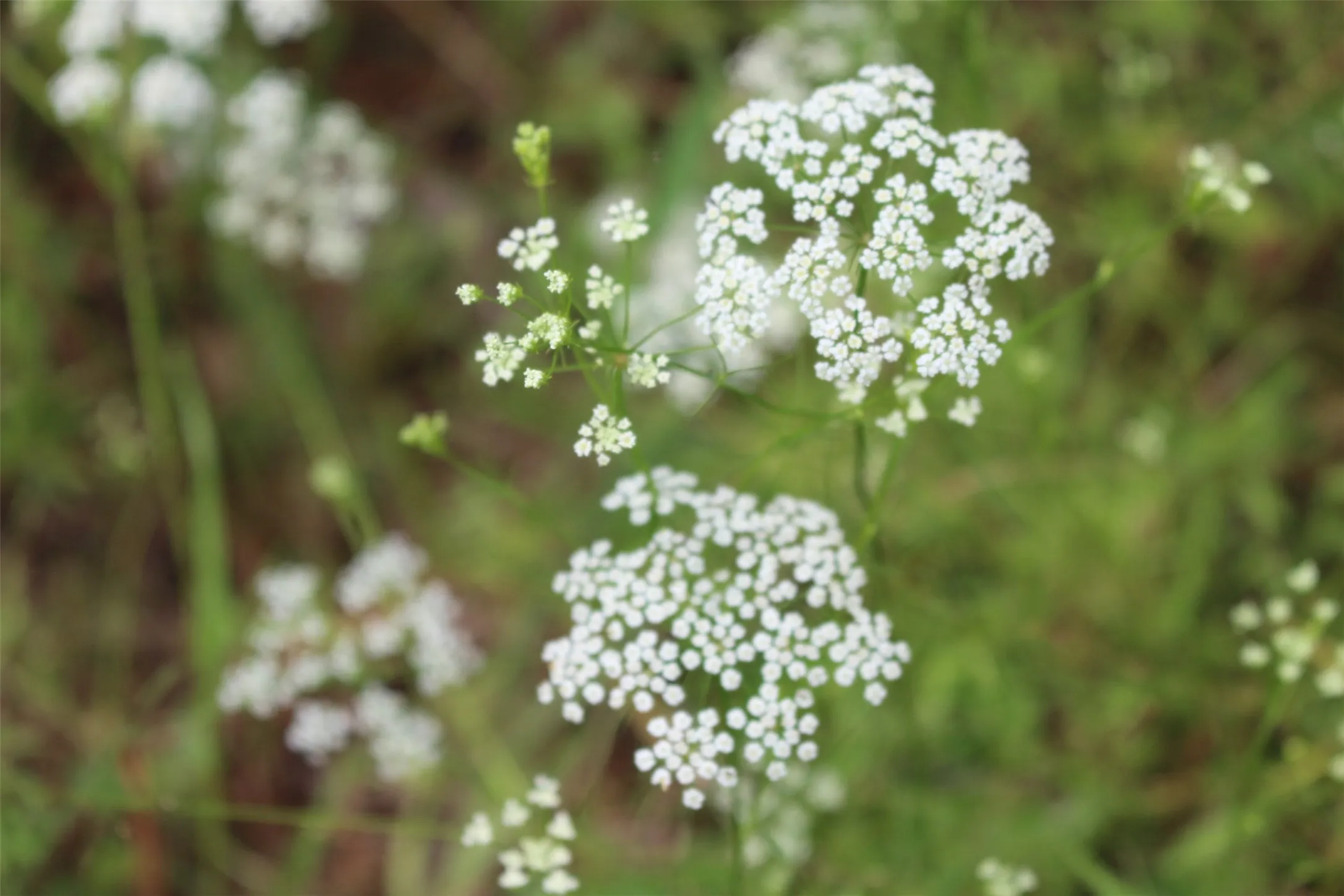 Natural wildflowers