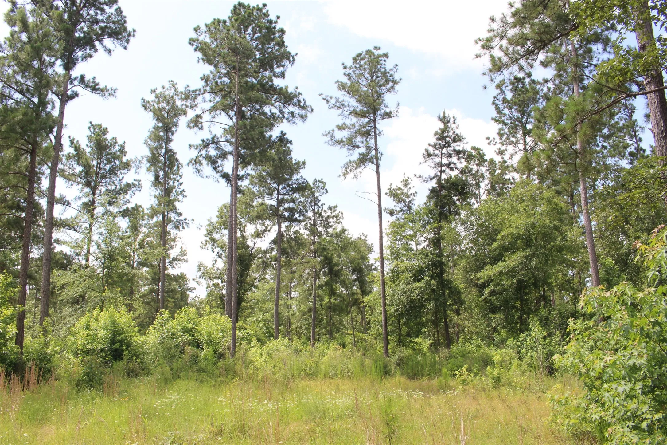 View of woods