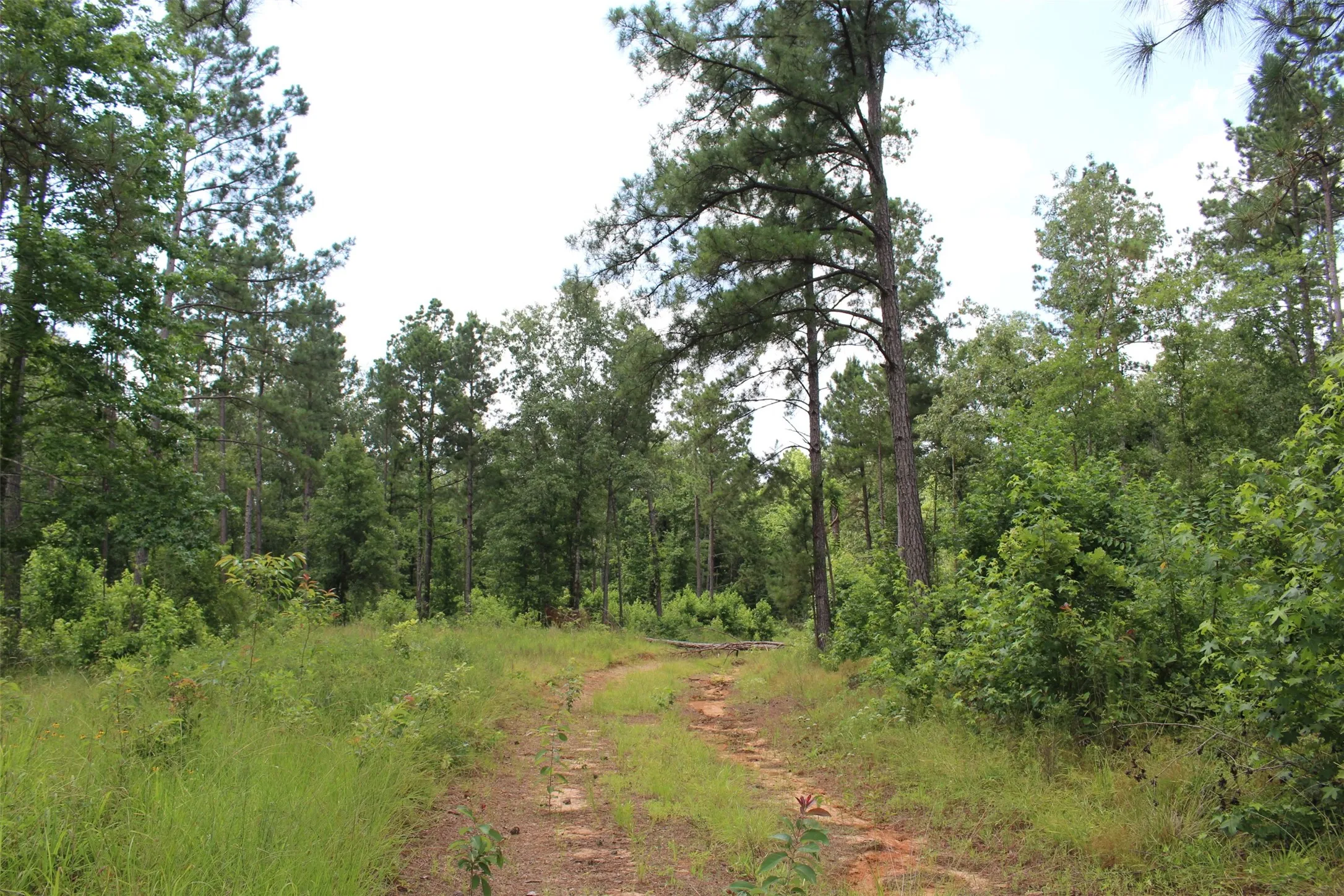 View of tree filled area