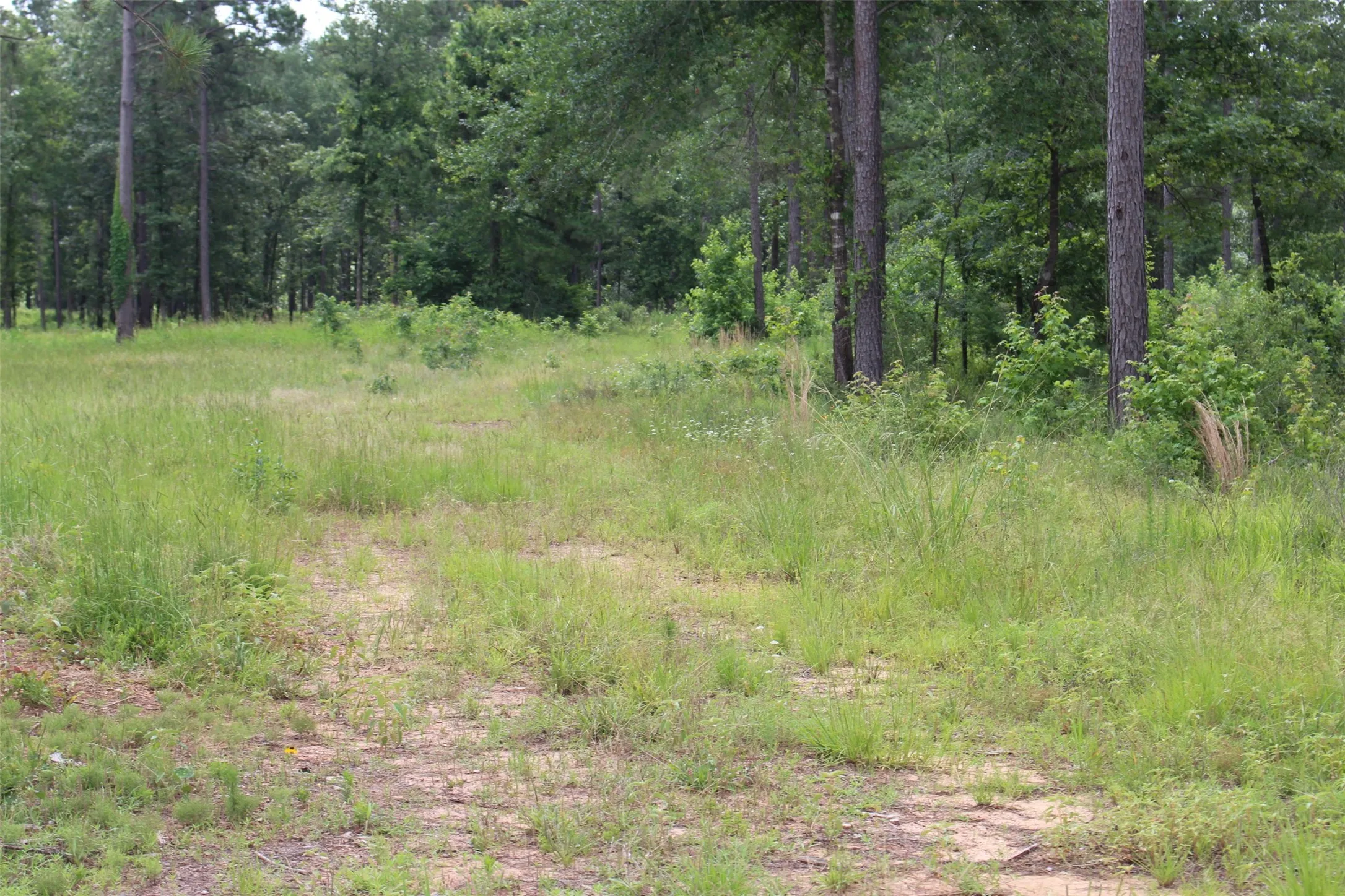 This is a road that goes back onto the tract it curves to the right and has a nice opening.