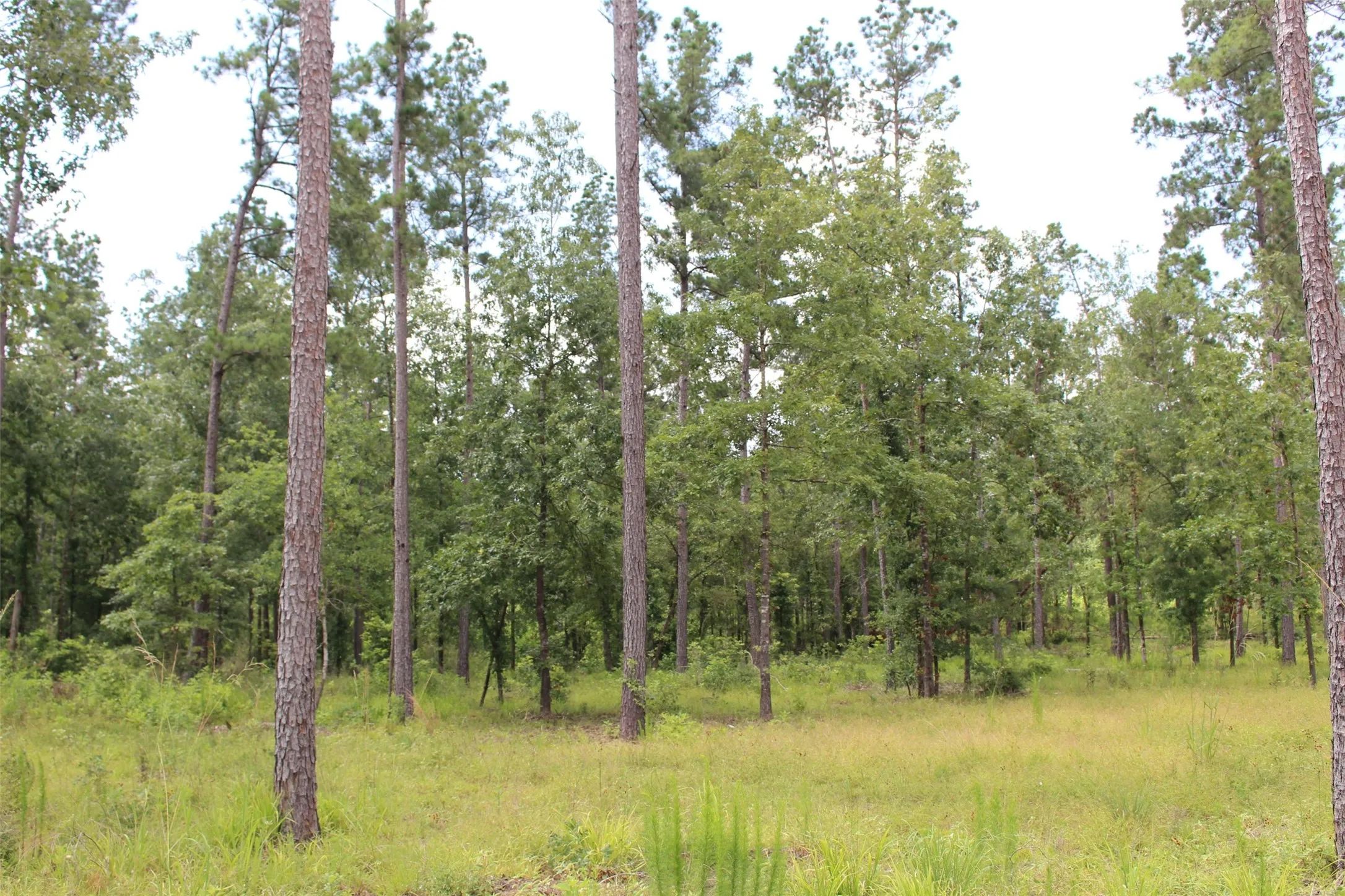 View of woods