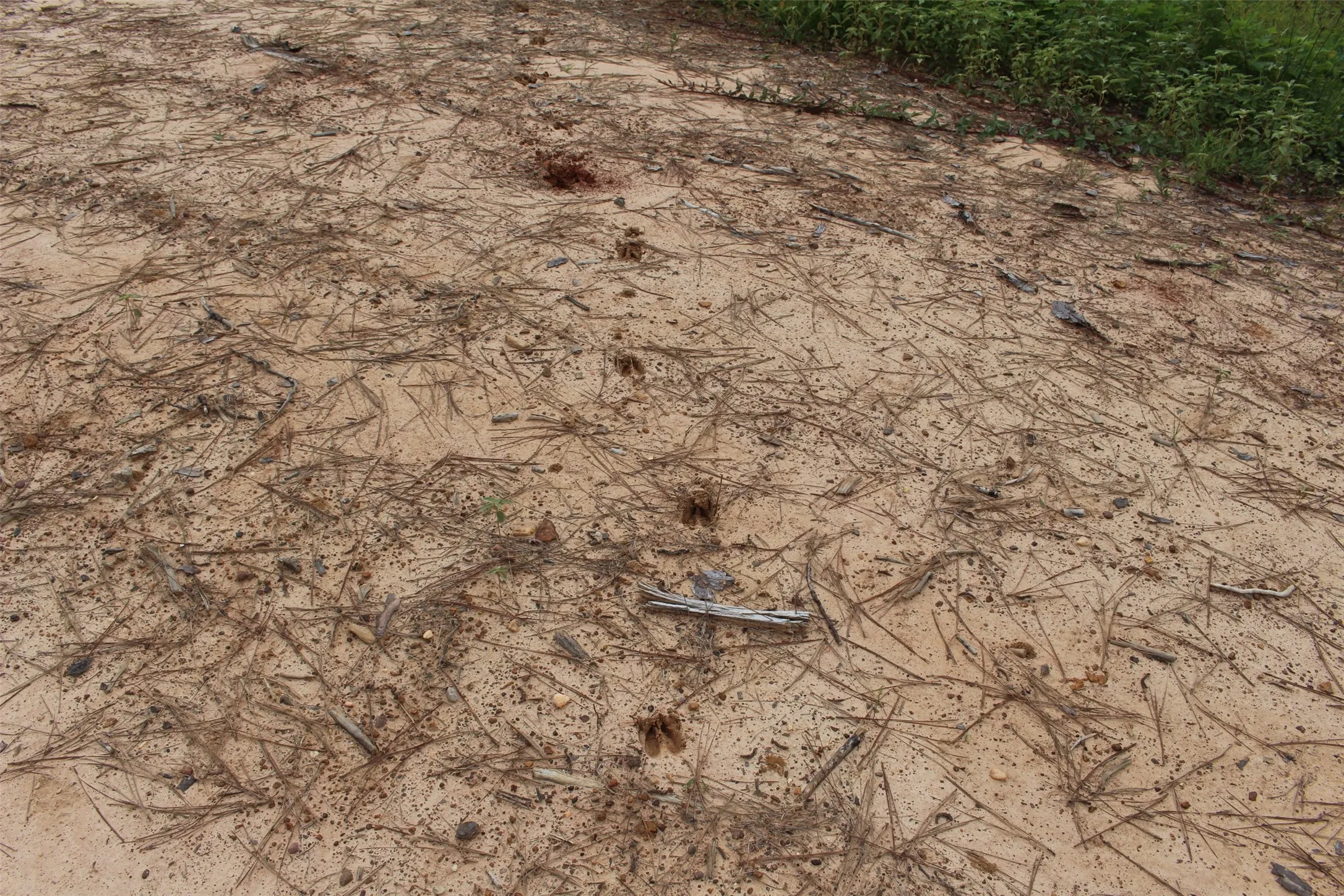 Deer tracks on the property