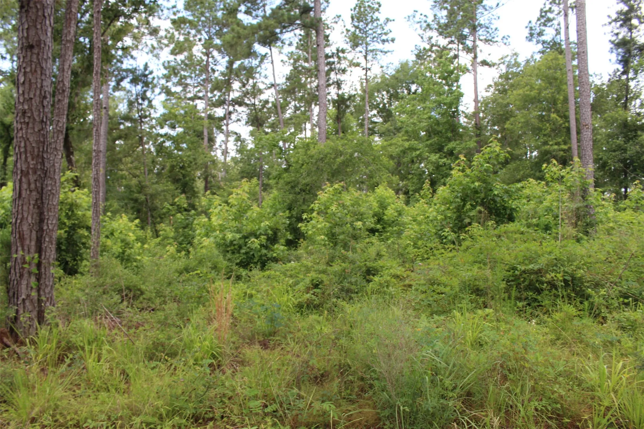 View of woods