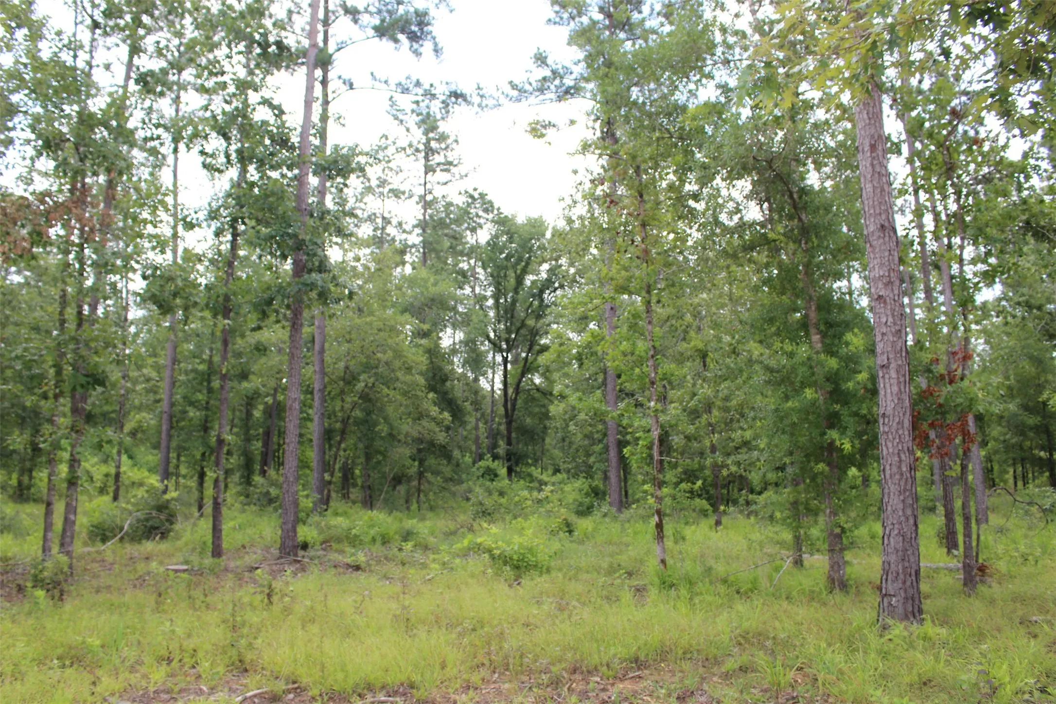 Tract has very mature trees