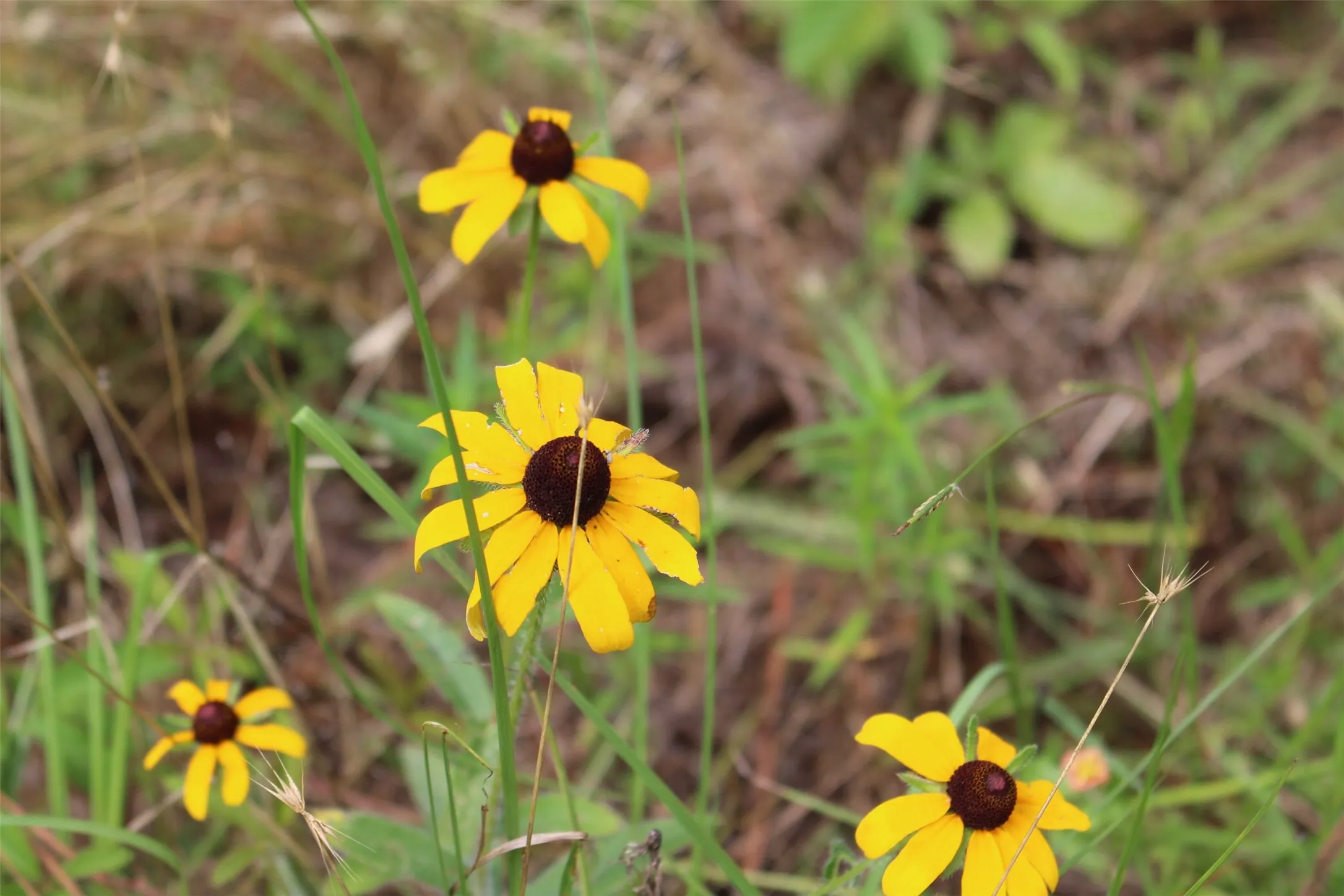 Natural wildflowers