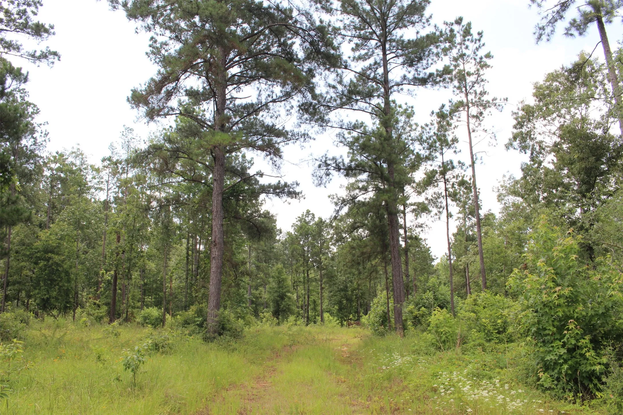 View of tree filled area