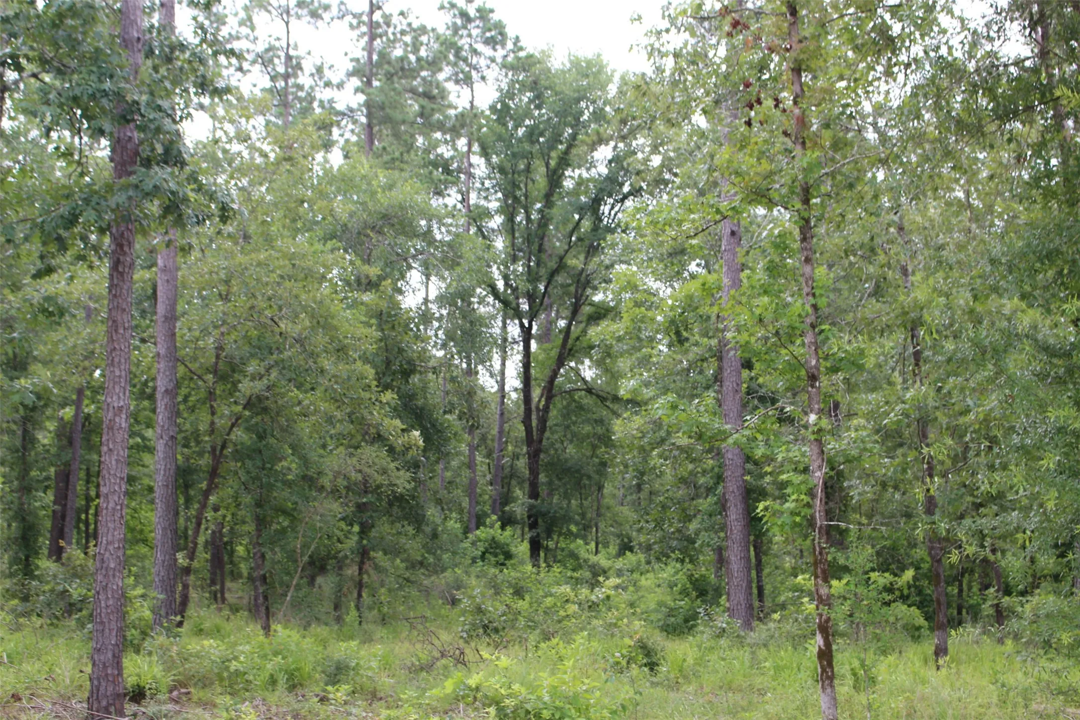 View of woods