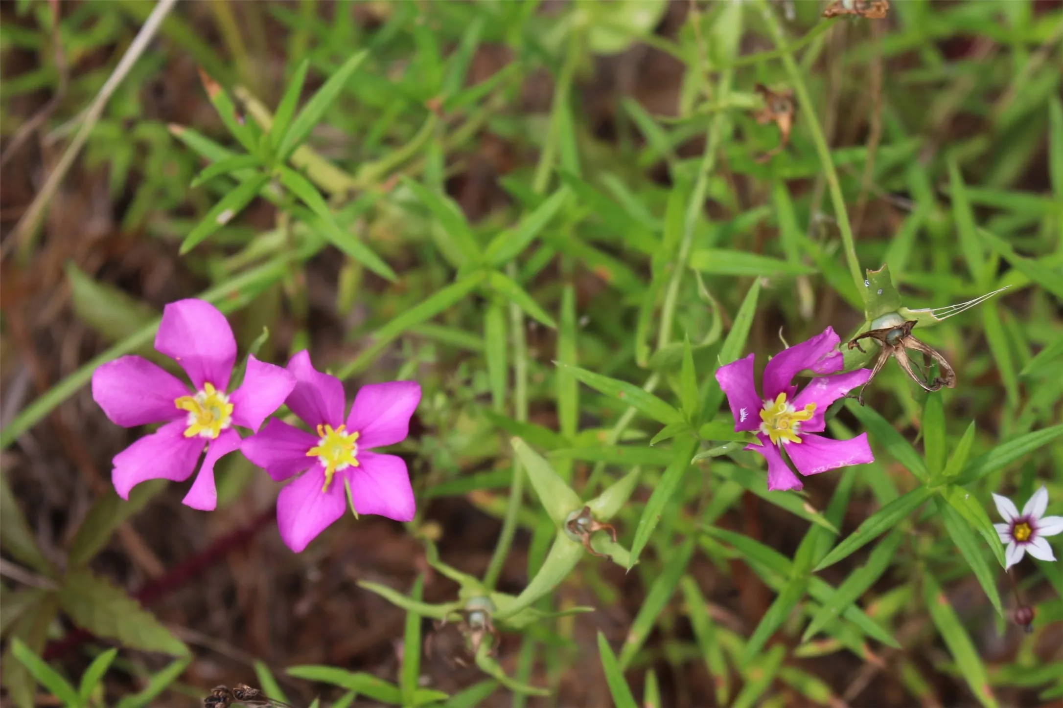 Natural wildflowers