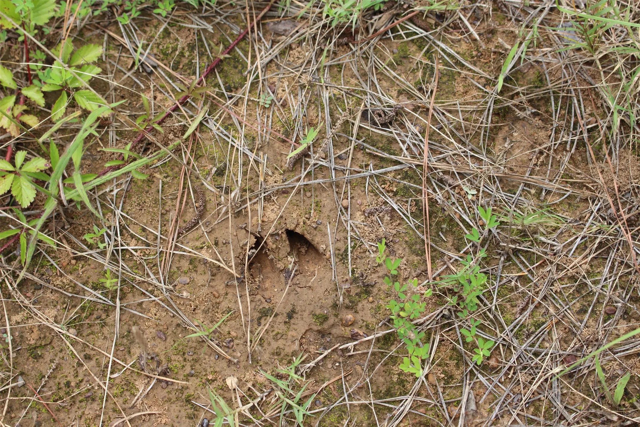 Deer Tracks