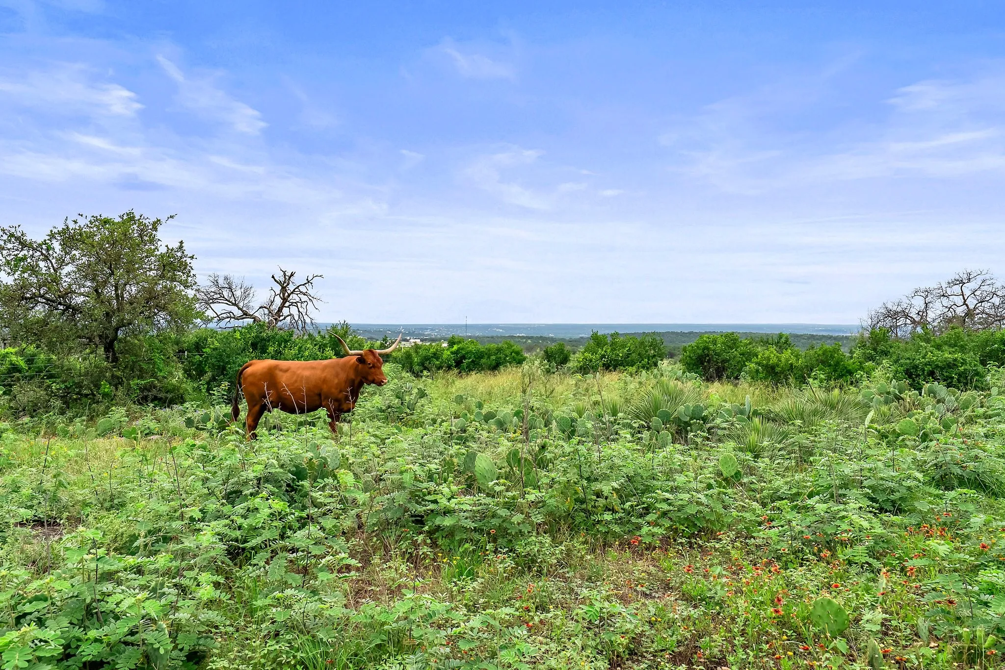 Farm For Sale in Burnet County , 101 Starhorn Road, Marble Falls, Texas 78654, 2 Bedroom, 2 Bathroom, 2 Garage spaces, 600 Sqft, built in 0, mls#20969017, Real Estate Agent in Marble Falls, Homes For Sale in Burnet county, Homes For Sale in Marble Falls, Realtor in Marble Falls Texas, Real Estate Brokerage Independent Realty Texas, Luminita Cordes Realtor