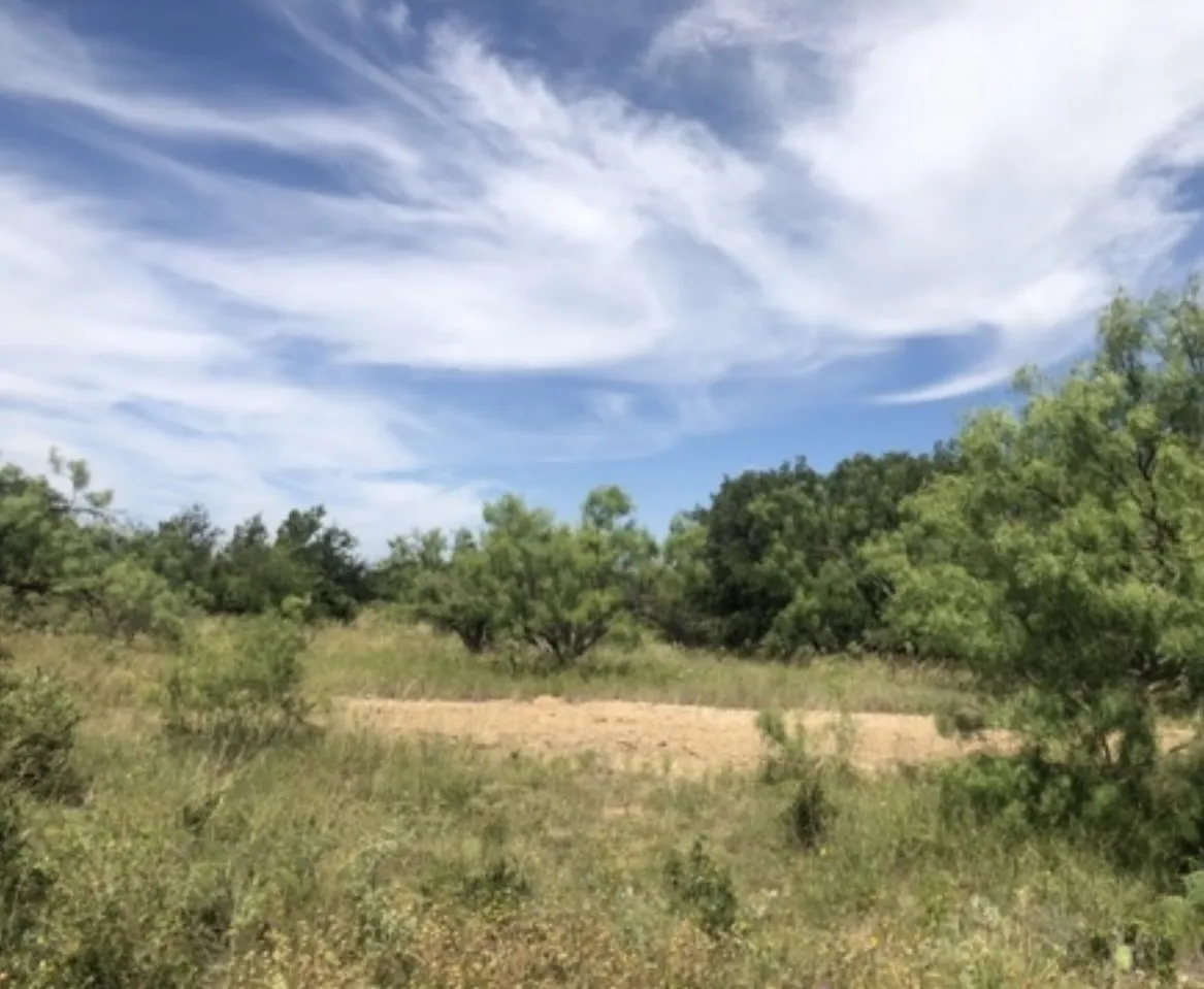 View of wooded area