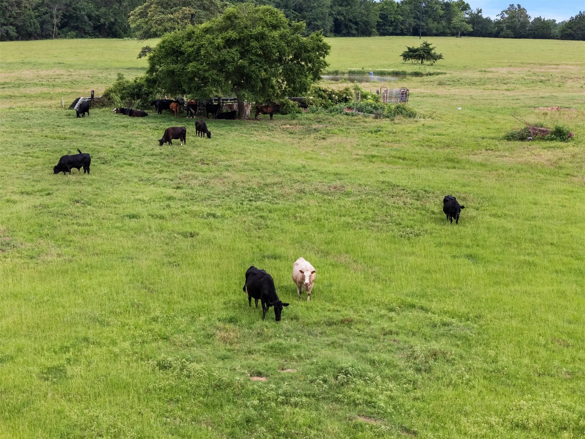 Ranch For Sale in Van Zandt County , 0000 VZ CR 4607 Road, Ben Wheeler, Texas 75754, 0, 0, Garage spaces, 0 Sqft, built in 0, Price $1,488,000, mls#20973289, Real Estate Agent in Ben Wheeler, Homes For Sale in Van Zandt county, Homes For Sale in Ben Wheeler, Realtor in Ben Wheeler Texas, Real Estate Brokerage Independent Realty Texas, Luminita Cordes Realtor