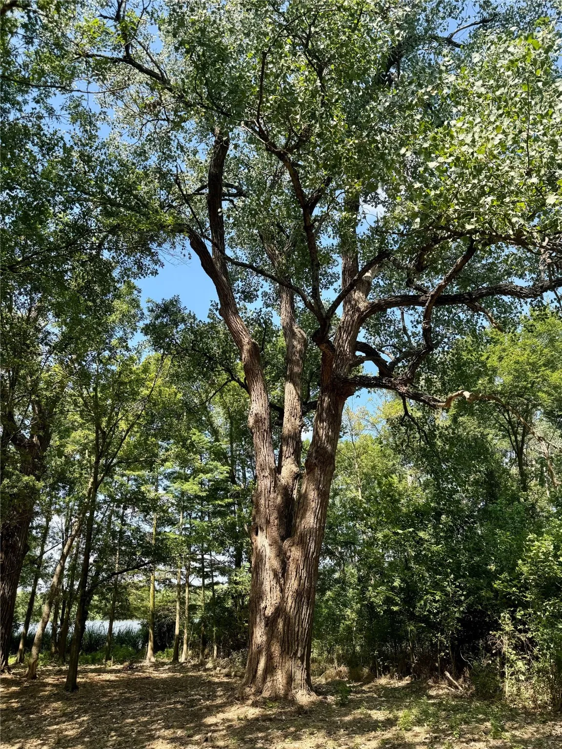 Unimproved Land For Sale in Henderson County , Lot 340 Grand View Drive, Athens, Texas 75752, 0, 0, Garage spaces, 0 Sqft, built in 0, Price $163,500, mls#20975093, Real Estate Agent in Athens, Homes For Sale in Henderson county, Homes For Sale in Athens, Realtor in Athens Texas, Real Estate Brokerage Independent Realty Texas, Luminita Cordes Realtor
