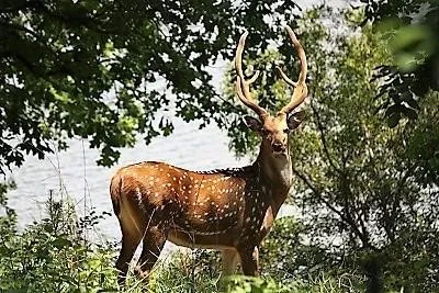 Unimproved Land For Sale in Henderson County , 9122 Safari Bluff, Larue, Texas 75770, 0, 0, Garage spaces, 0 Sqft, built in 0, Price $179,900, mls#20947459, Real Estate Agent in Larue, Homes For Sale in Henderson county, Homes For Sale in Larue, Realtor in Larue Texas, Real Estate Brokerage Independent Realty Texas, Luminita Cordes Realtor