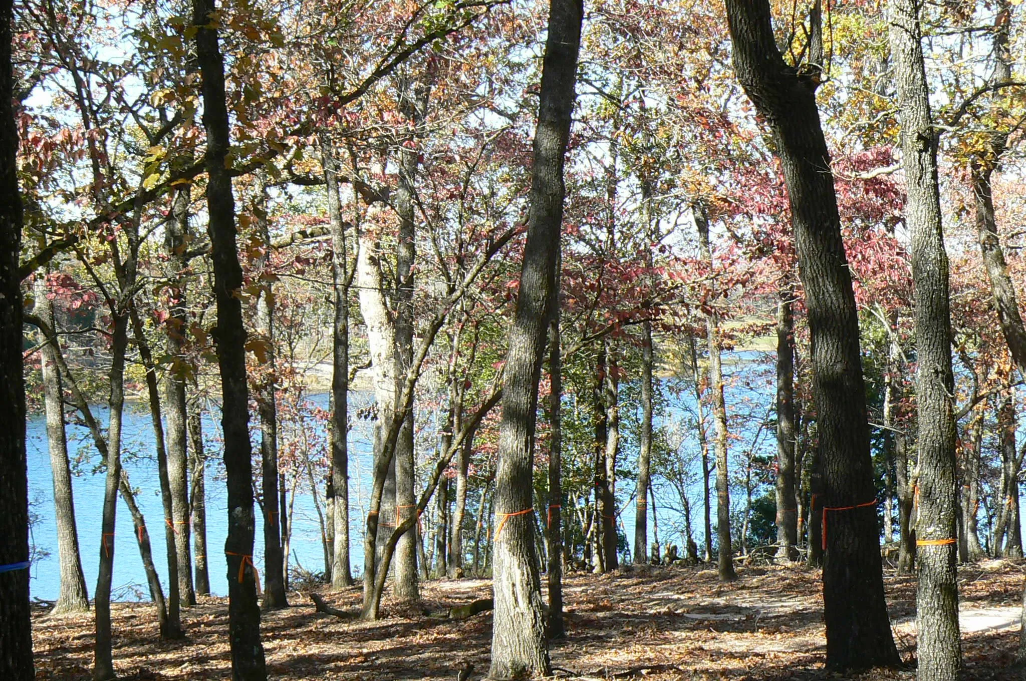 Unimproved Land For Sale in Henderson County , 9122 Safari Bluff, Larue, Texas 75770, 0, 0, Garage spaces, 0 Sqft, built in 0, Price $179,900, mls#20947459, Real Estate Agent in Larue, Homes For Sale in Henderson county, Homes For Sale in Larue, Realtor in Larue Texas, Real Estate Brokerage Independent Realty Texas, Luminita Cordes Realtor