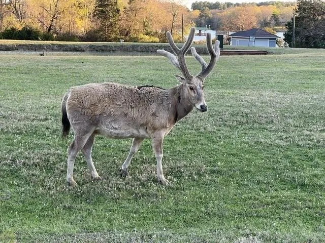 Unimproved Land For Sale in Henderson County , 9122 Safari Bluff, Larue, Texas 75770, 0, 0, Garage spaces, 0 Sqft, built in 0, Price $179,900, mls#20947459, Real Estate Agent in Larue, Homes For Sale in Henderson county, Homes For Sale in Larue, Realtor in Larue Texas, Real Estate Brokerage Independent Realty Texas, Luminita Cordes Realtor
